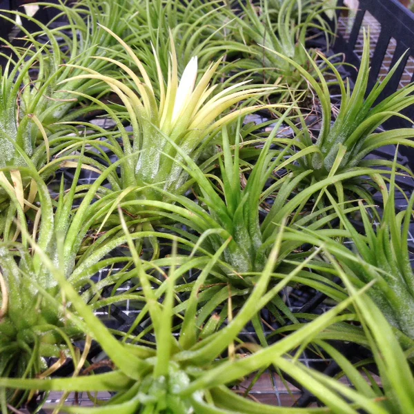 Tillandsia Ionantha Durid Air Plant - Image 4