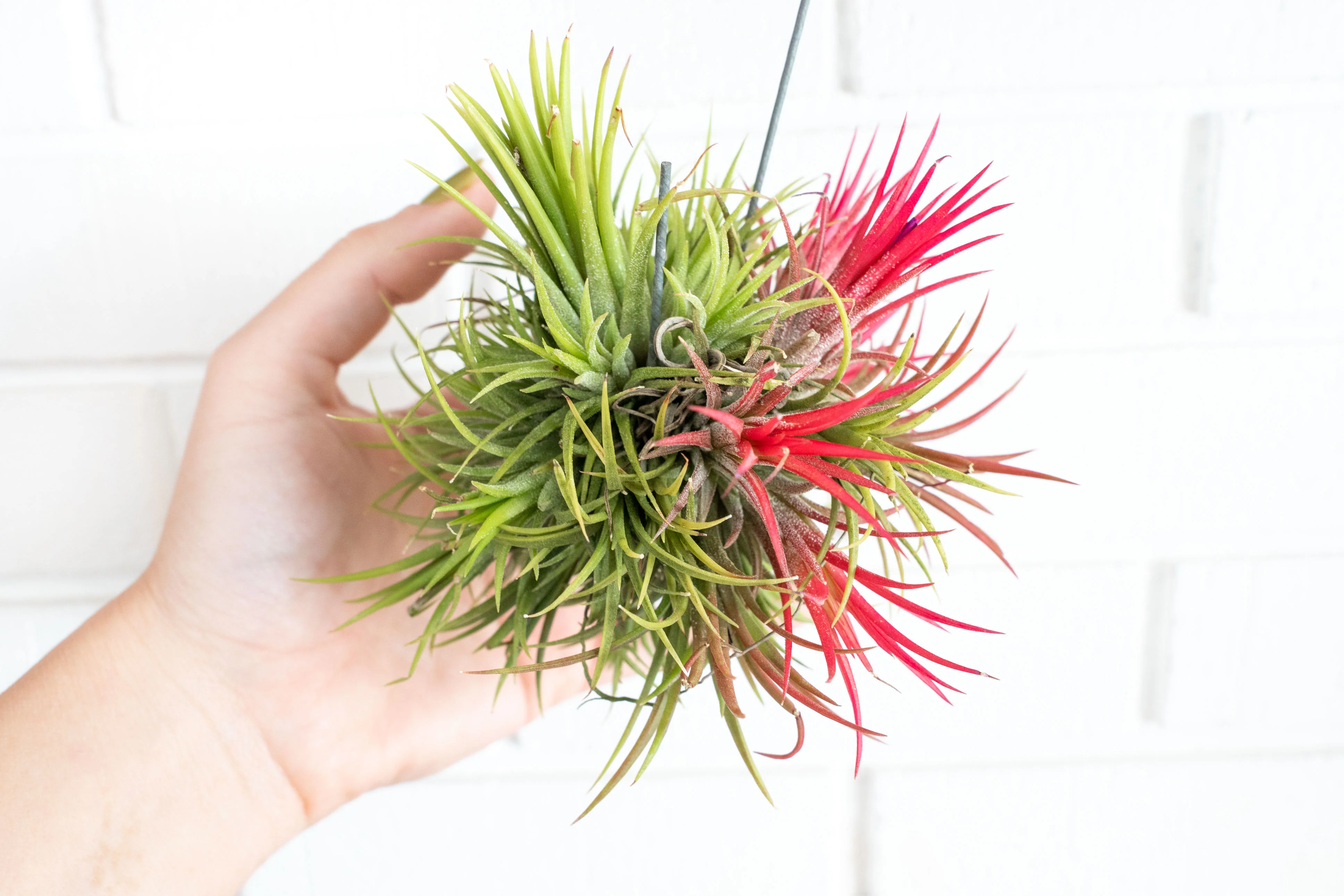 Tillandsia Ionantha Fuego Hanging Cluster with Wire Hook - Image 2
