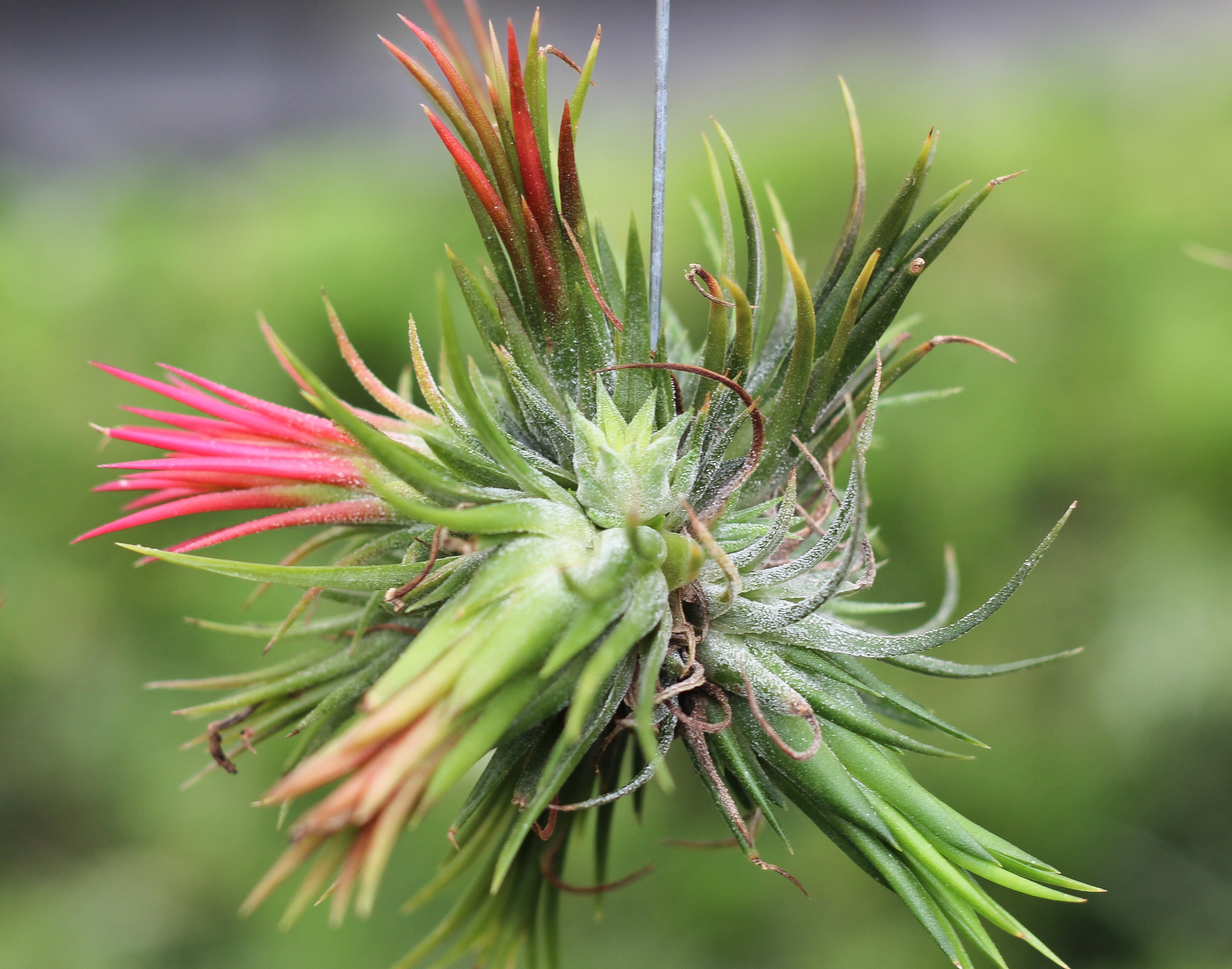 Tillandsia Ionantha Fuego Hanging Cluster with Wire Hook - Image 3