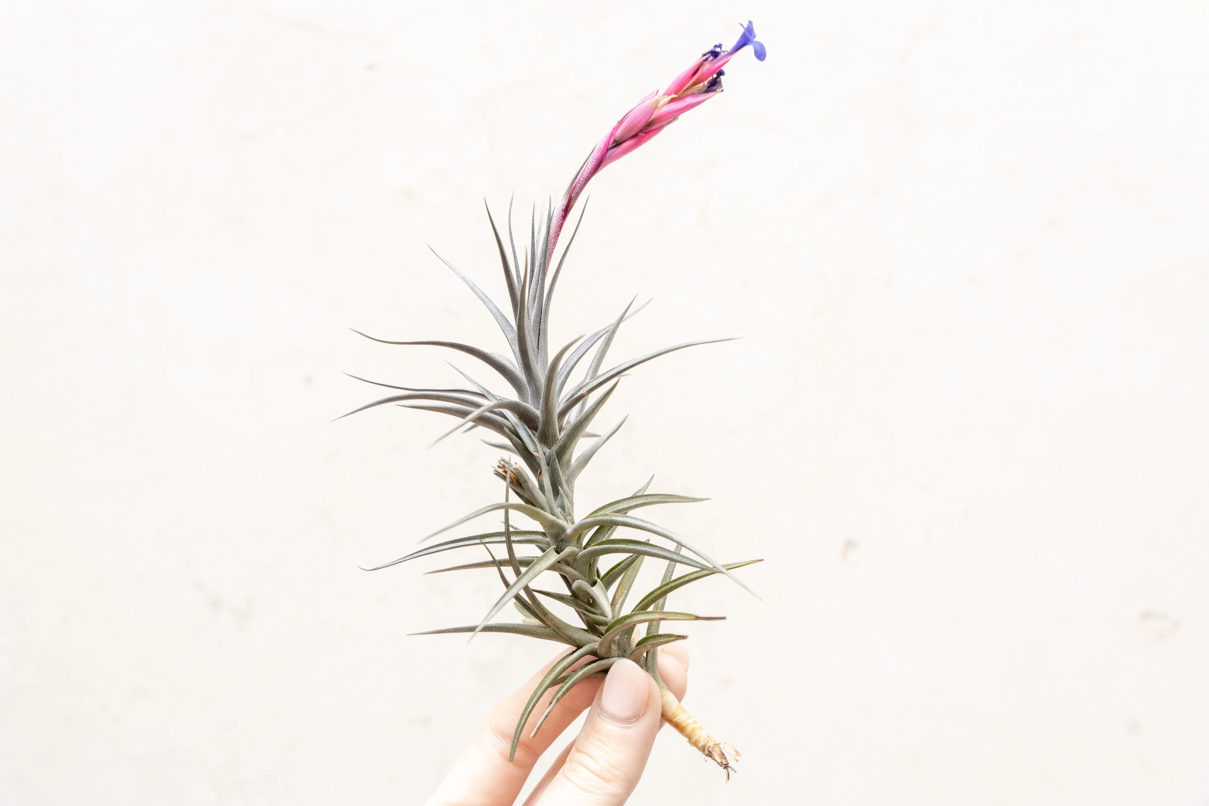 Tillandsia Jonesii Air Plant