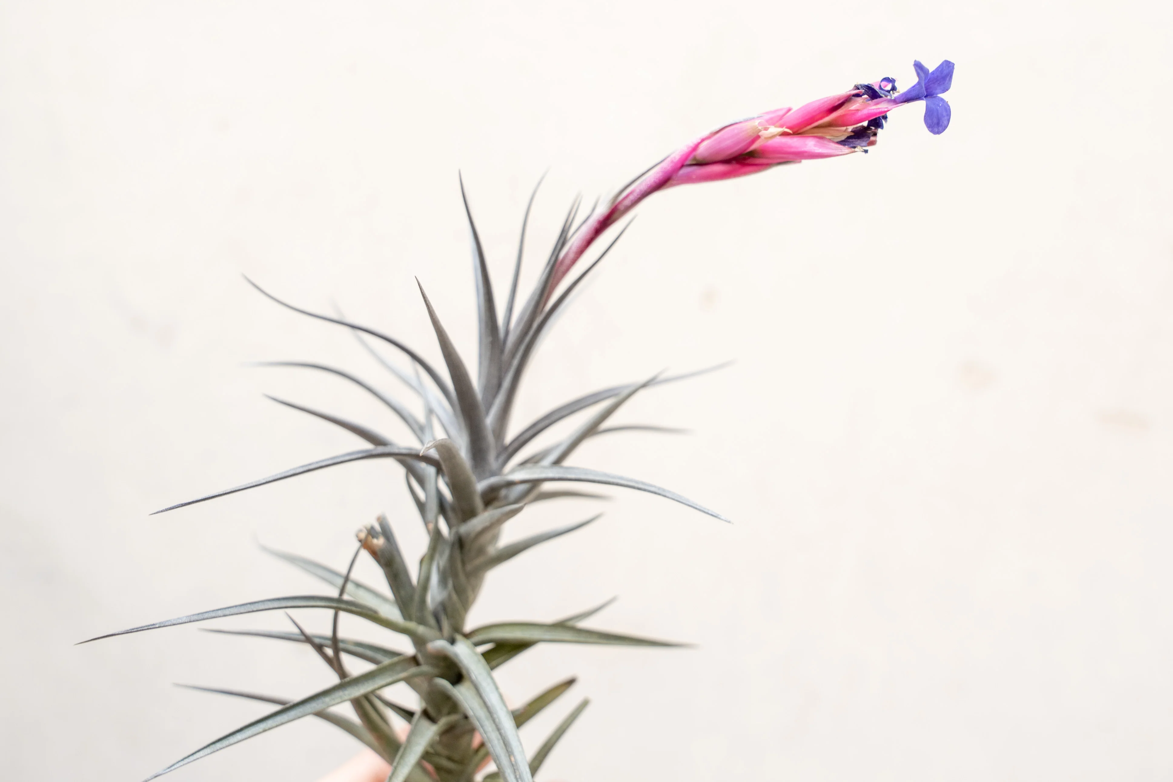 Tillandsia Jonesii Air Plant - Image 2