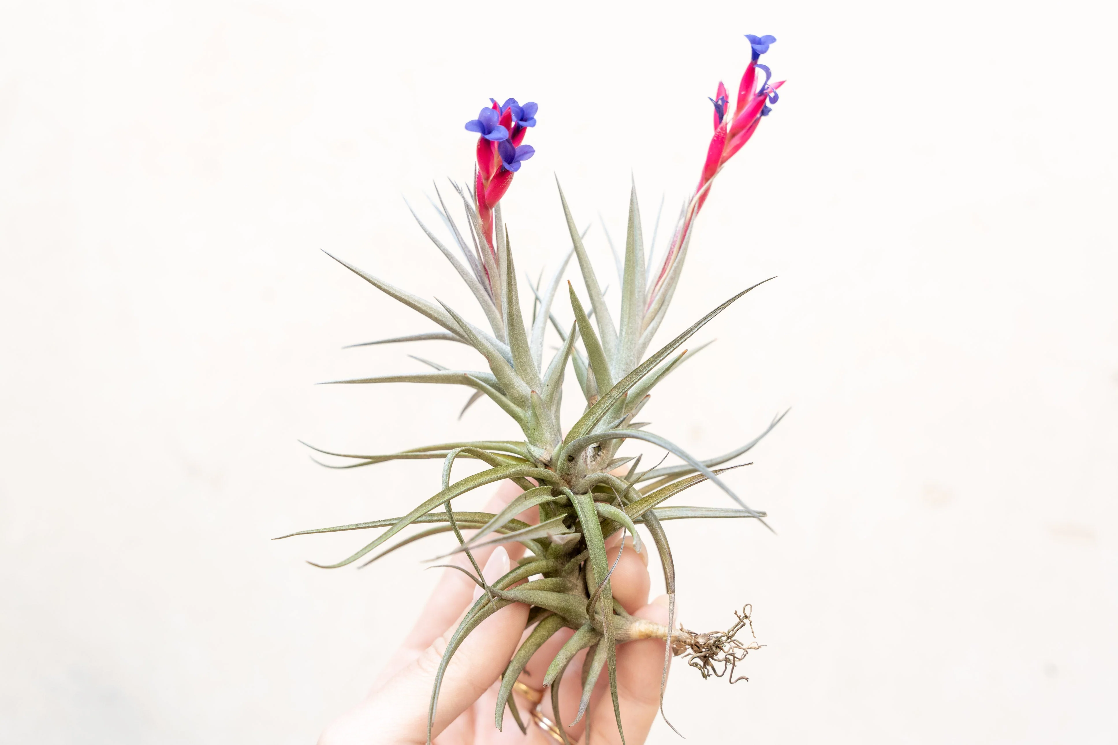Tillandsia Jonesii Air Plant Clump
