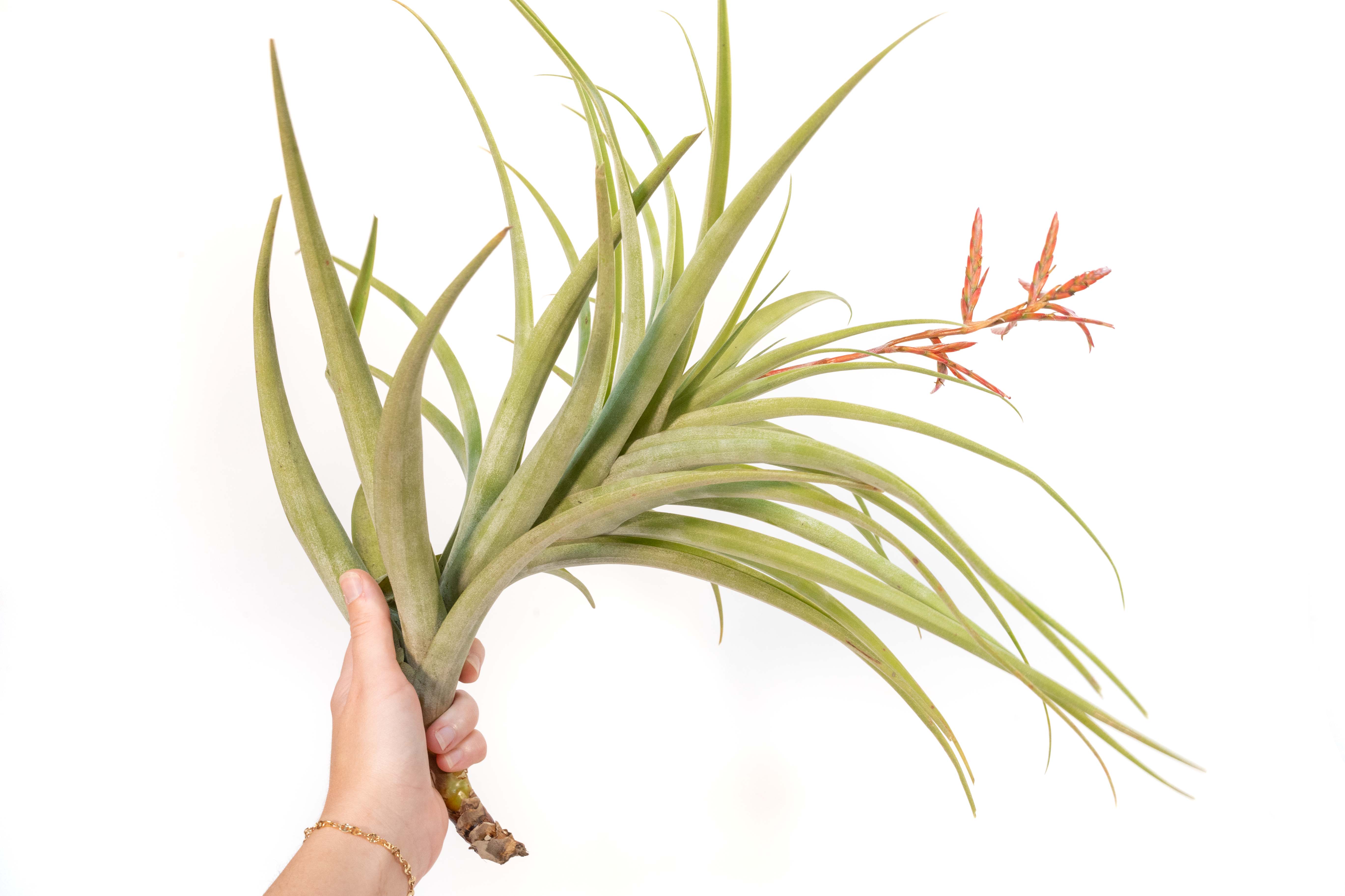 Tillandsia Latifolia Air Plant - Image 2