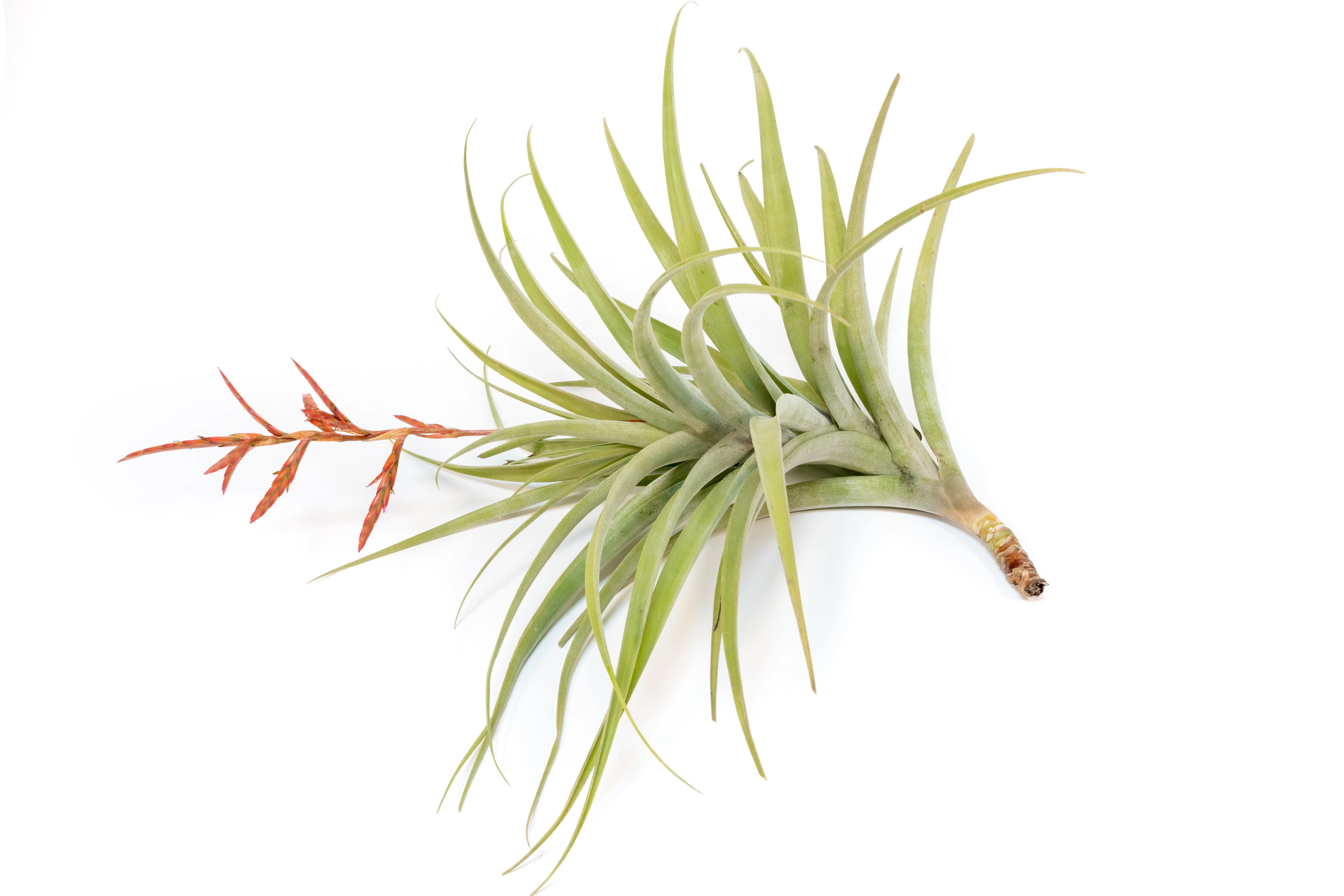 Tillandsia Latifolia Air Plant - Image 3