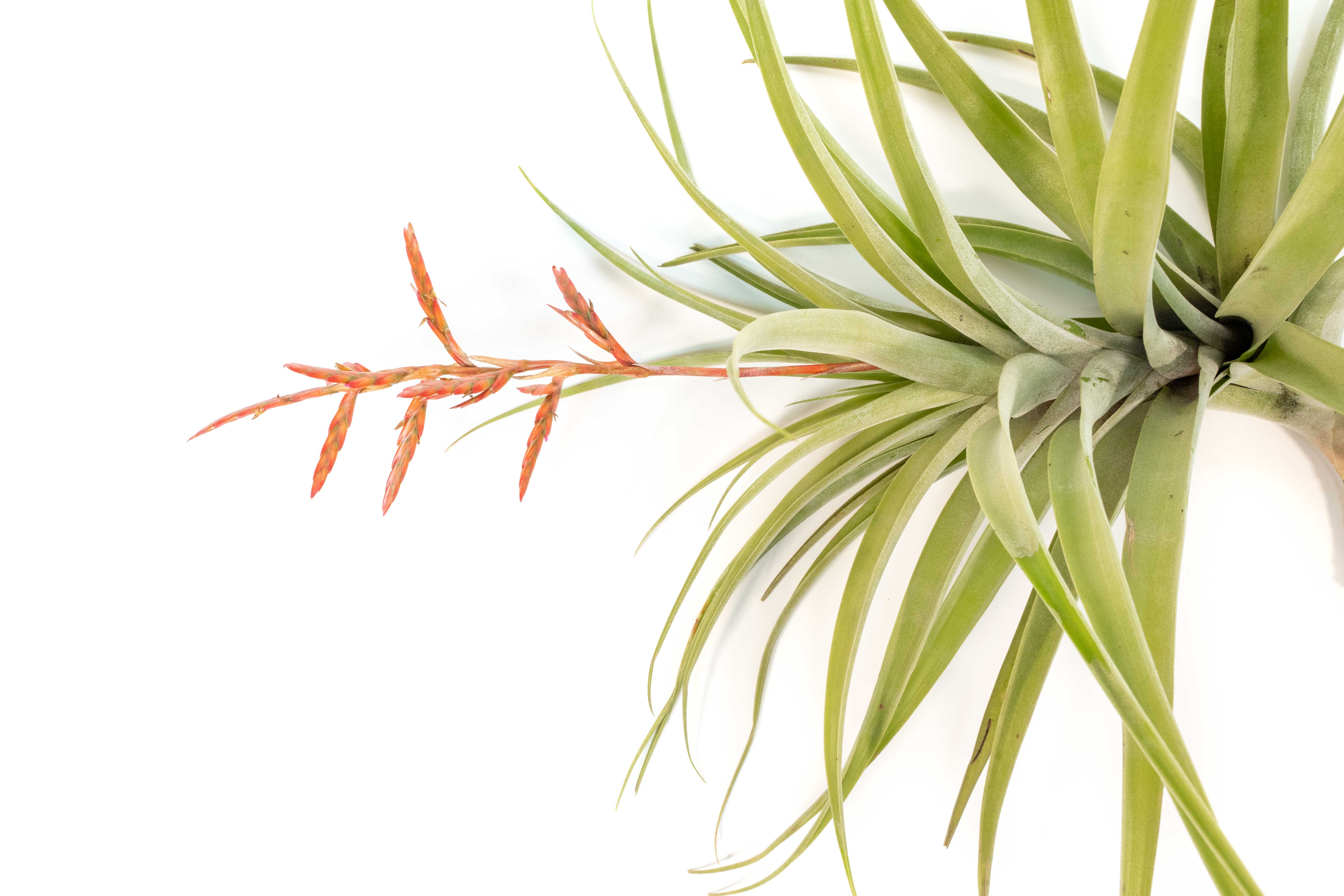 Tillandsia Latifolia Air Plant - Image 4