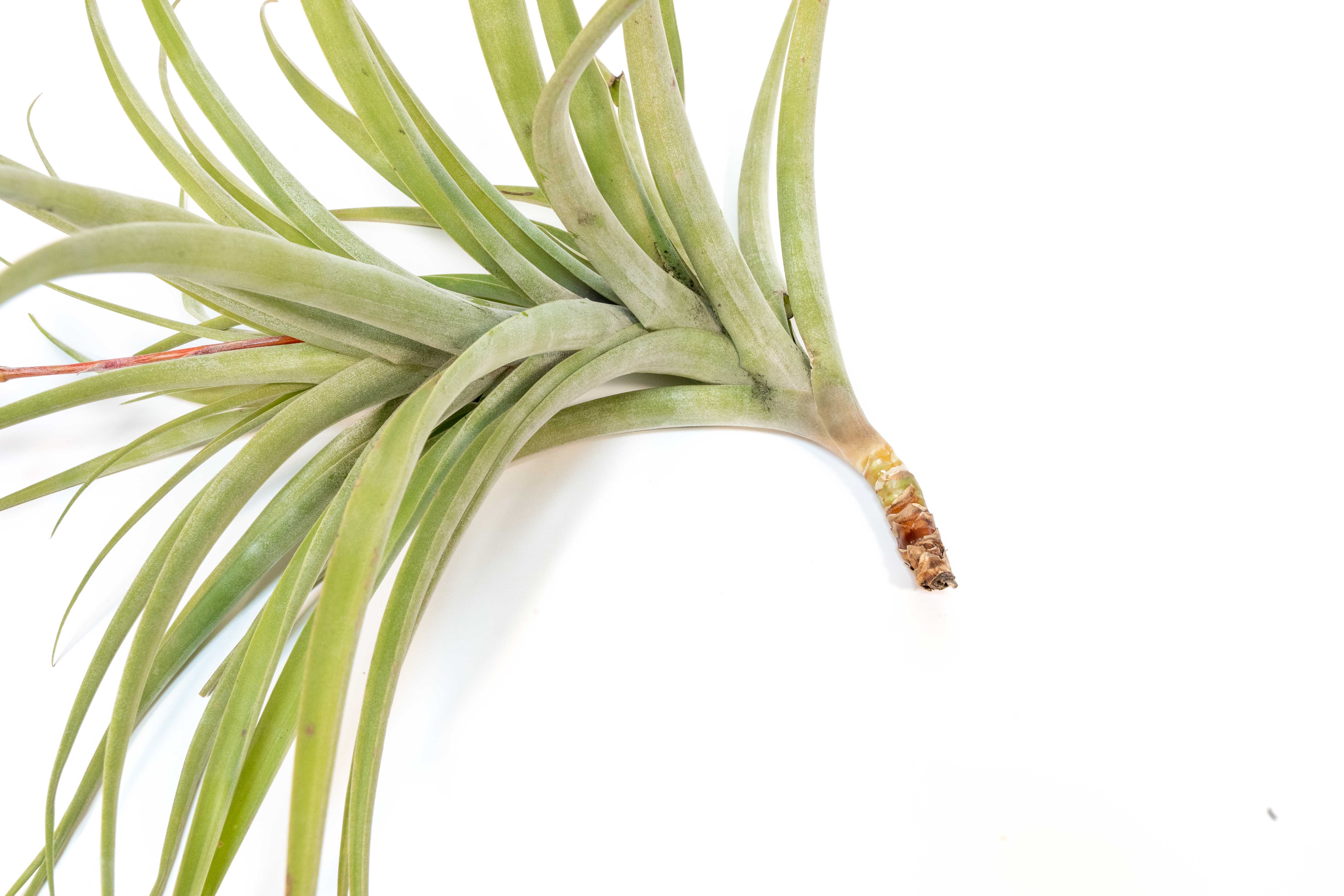Tillandsia Latifolia Air Plant - Image 5