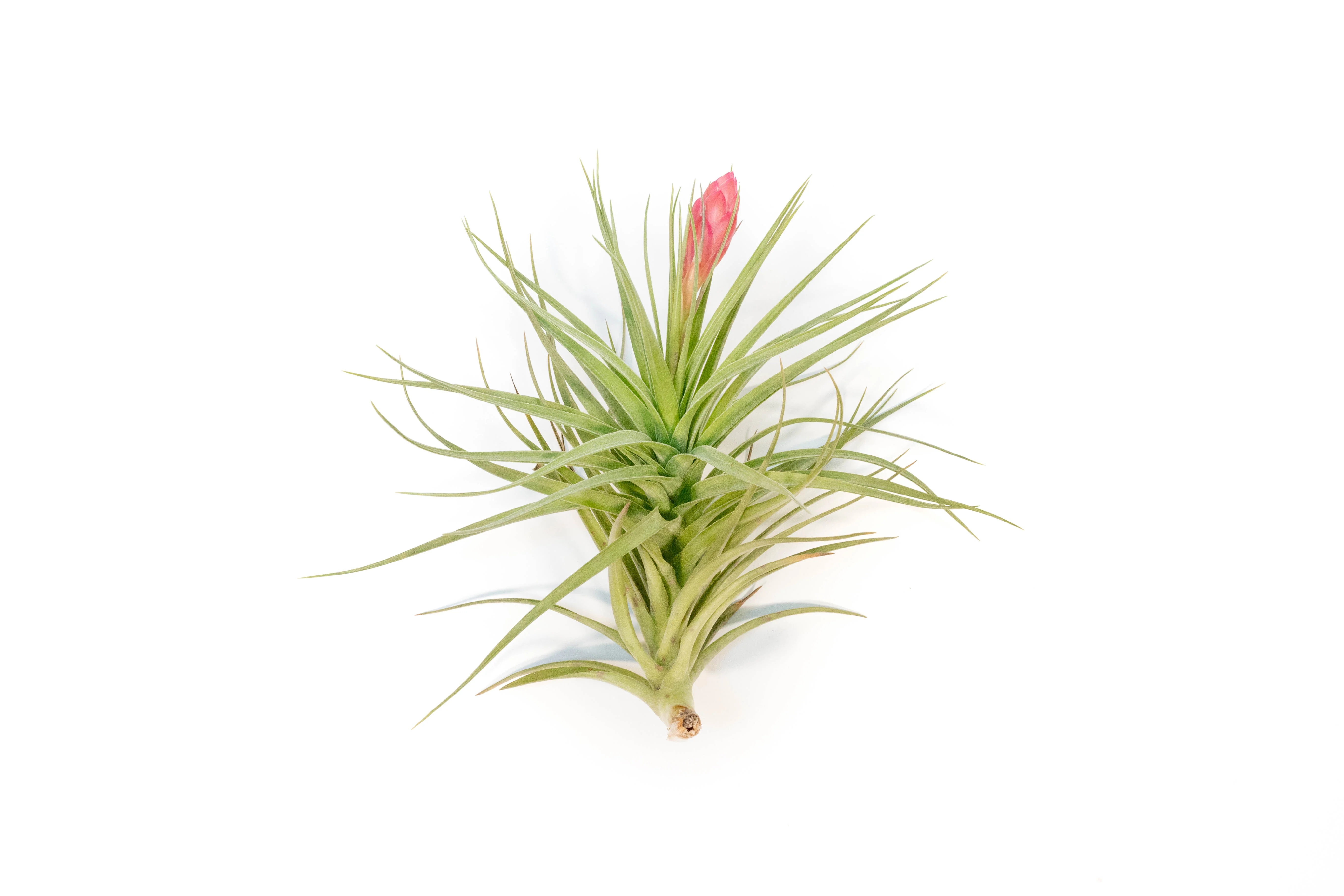 Tillandsia 'Magnificent' Stricta Air Plant - Image 4