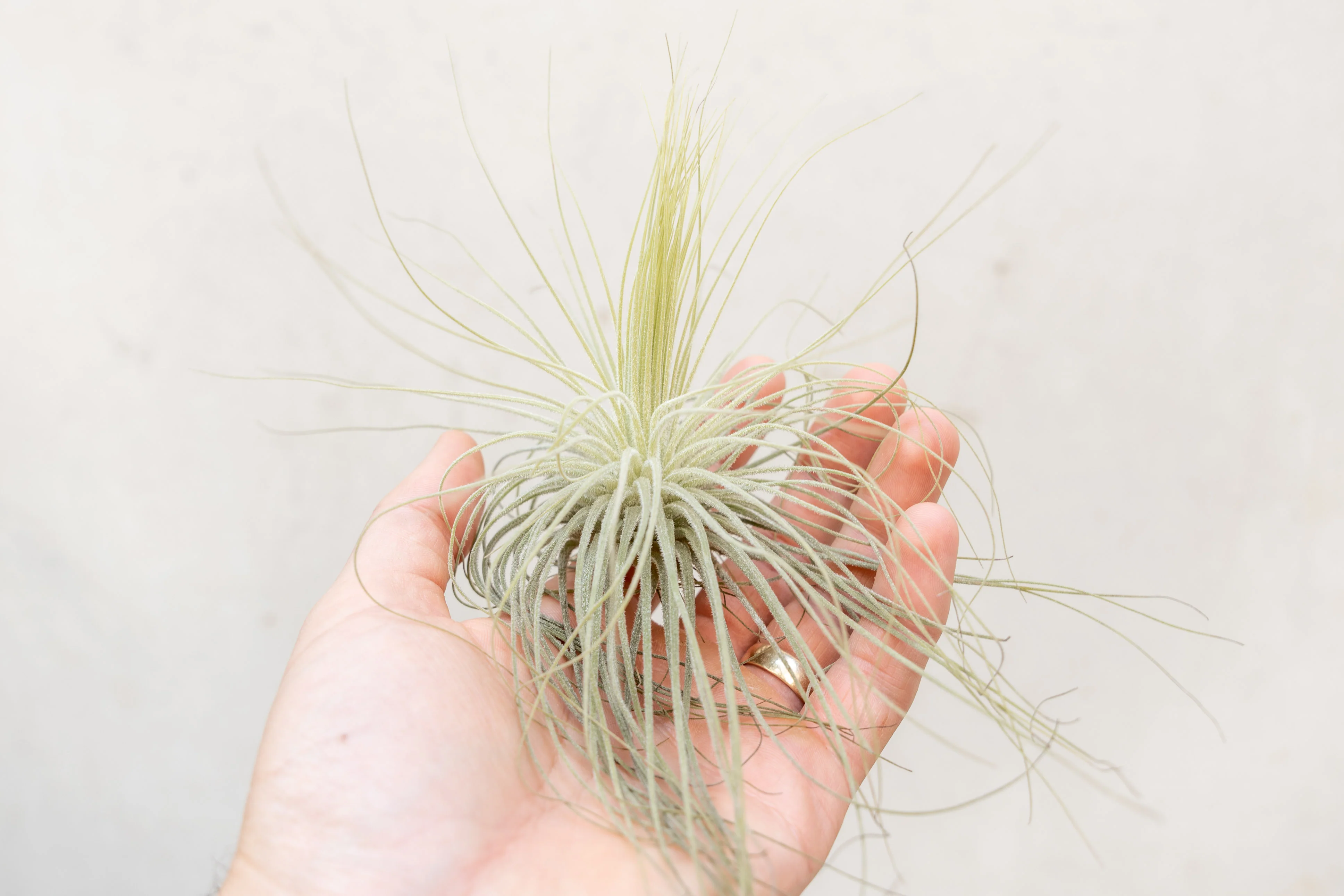 Tillandsia Magnusiana Air Plant