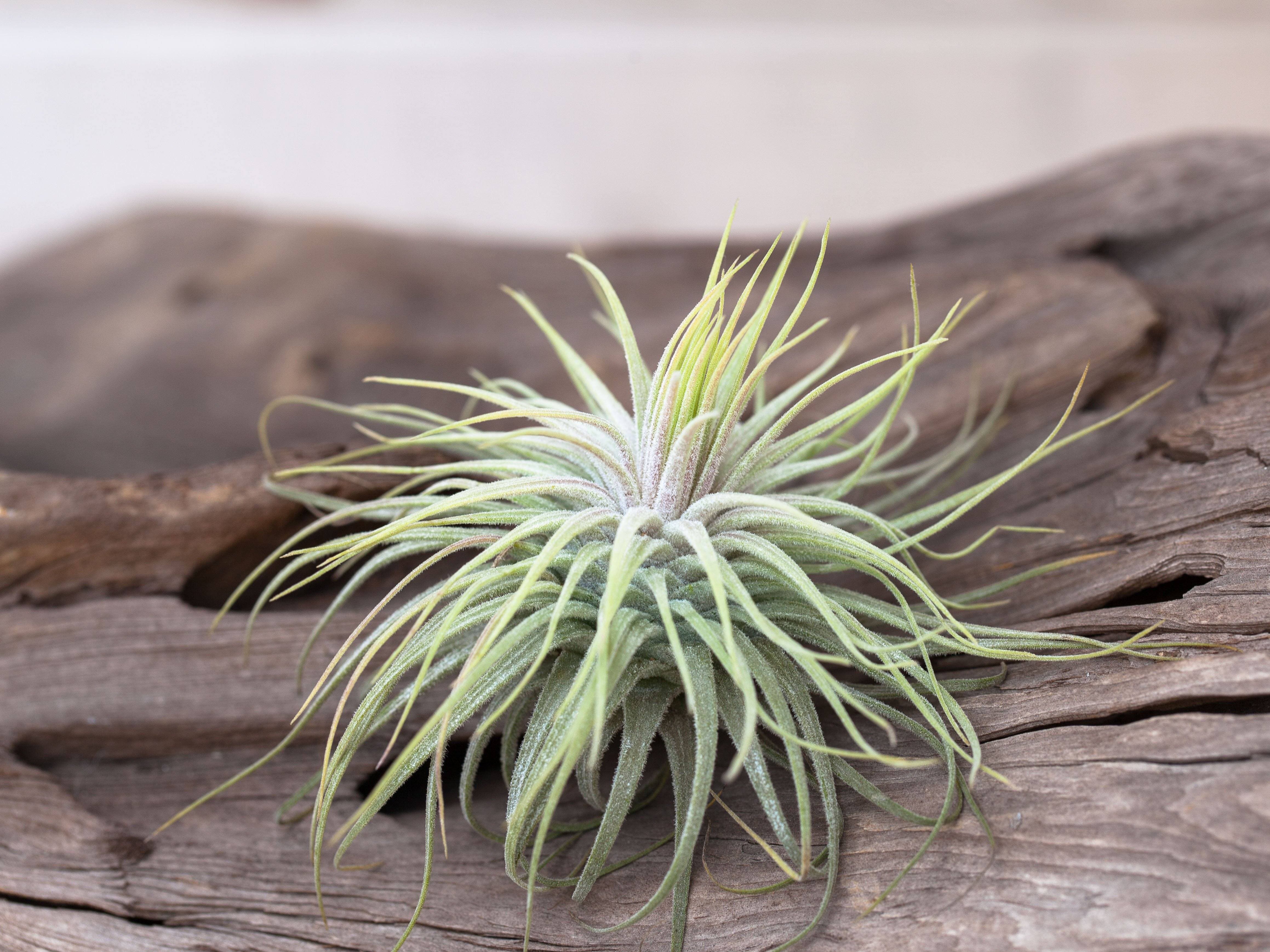 Tillandsia Magnusiana Air Plant - Image 2