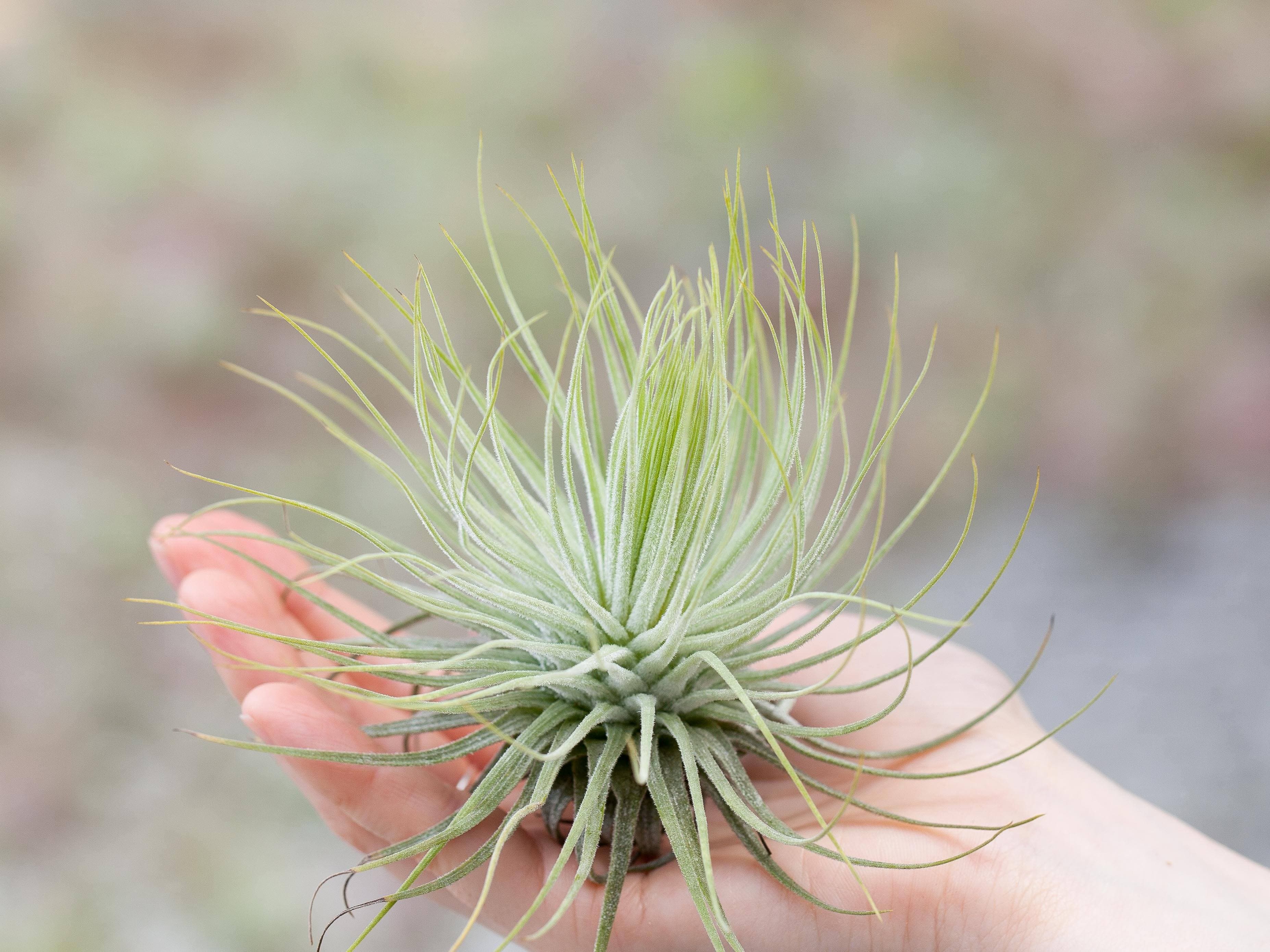 Tillandsia Magnusiana Air Plant - Image 3