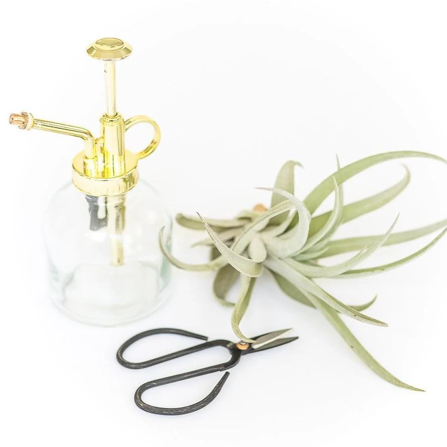 Tillandsia Air Plant Mister - Image 3