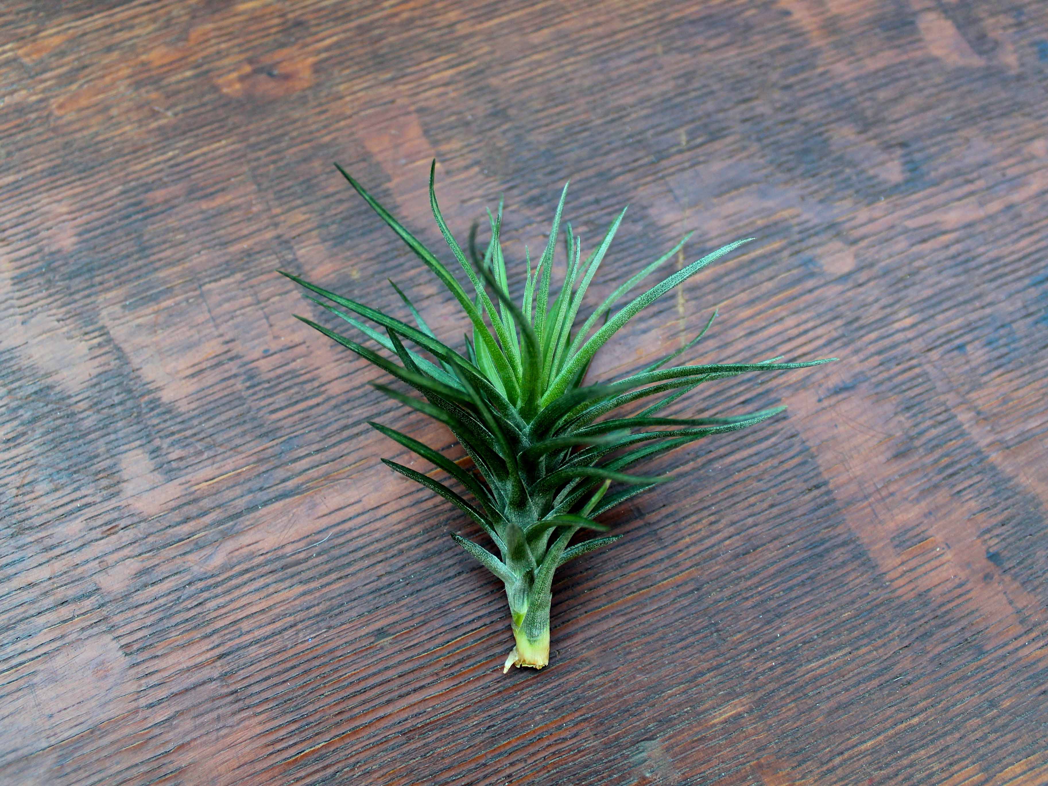 Tillandsia Tenifoila 'Emerald Forest' Air Plant - Image 3