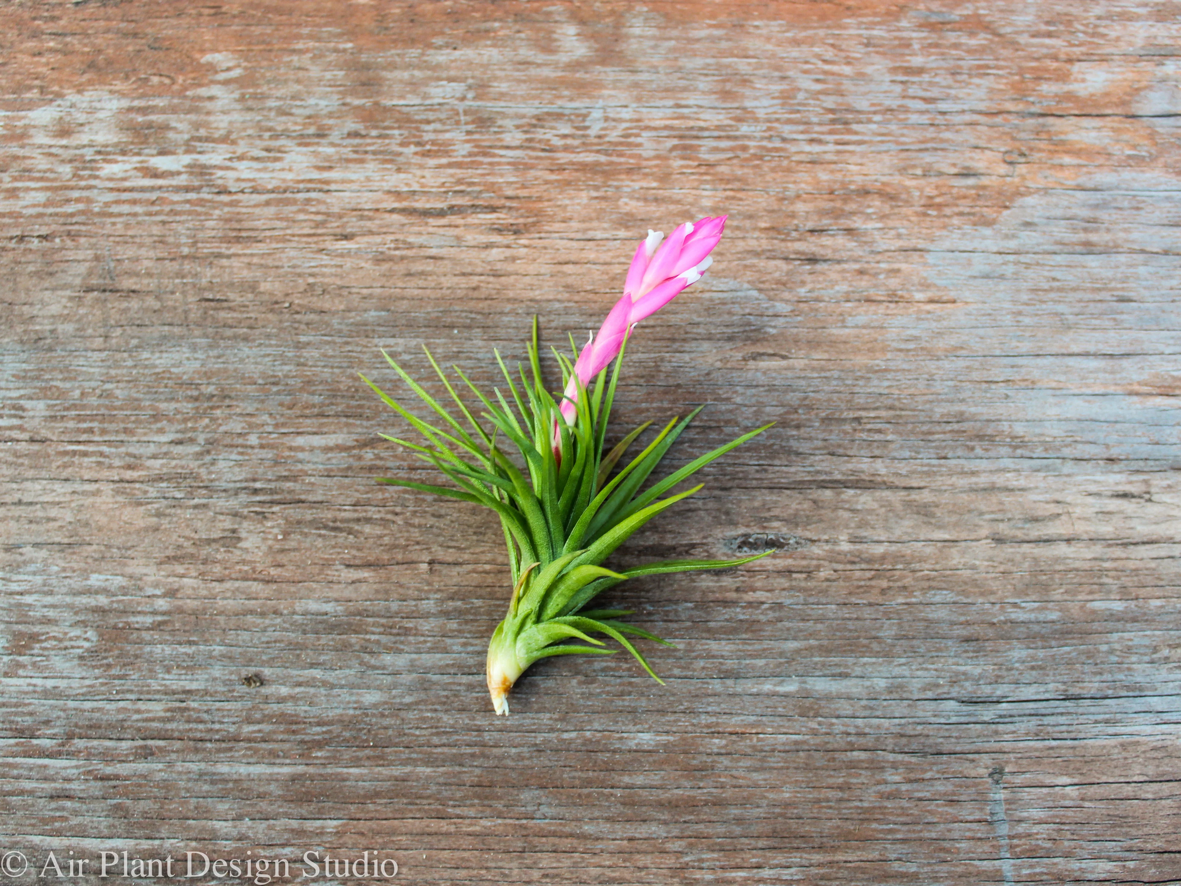 Tillandsia Tenifoila 'Emerald Forest' Air Plant - Image 4