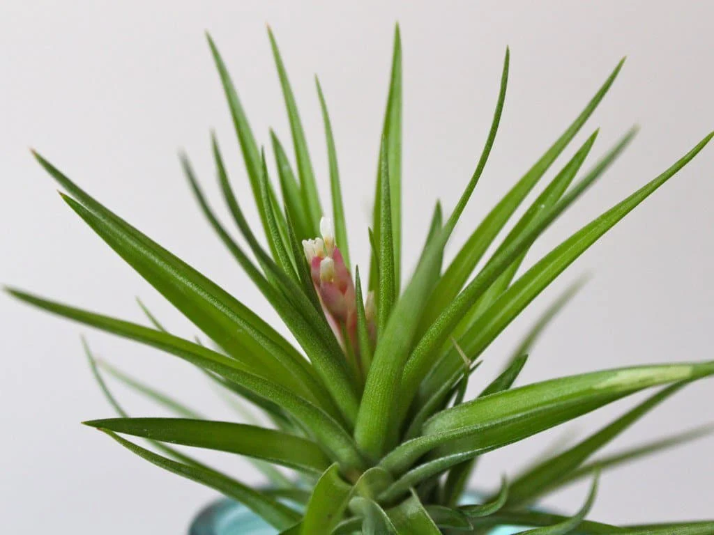 Tillandsia Tenifoila 'Emerald Forest' Air Plant - Image 5