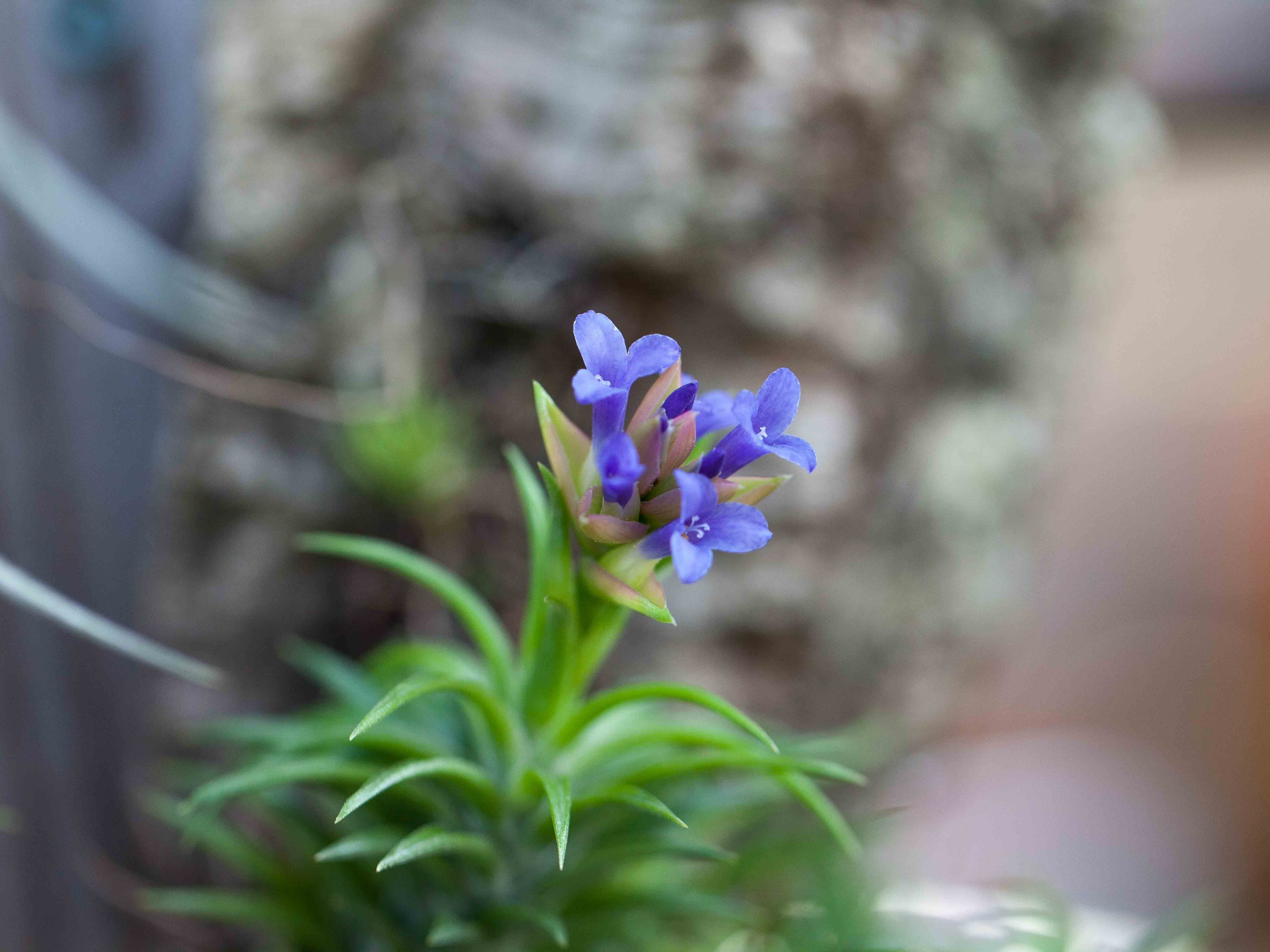 Tillandsia Neglecta Air Plant - Image 3