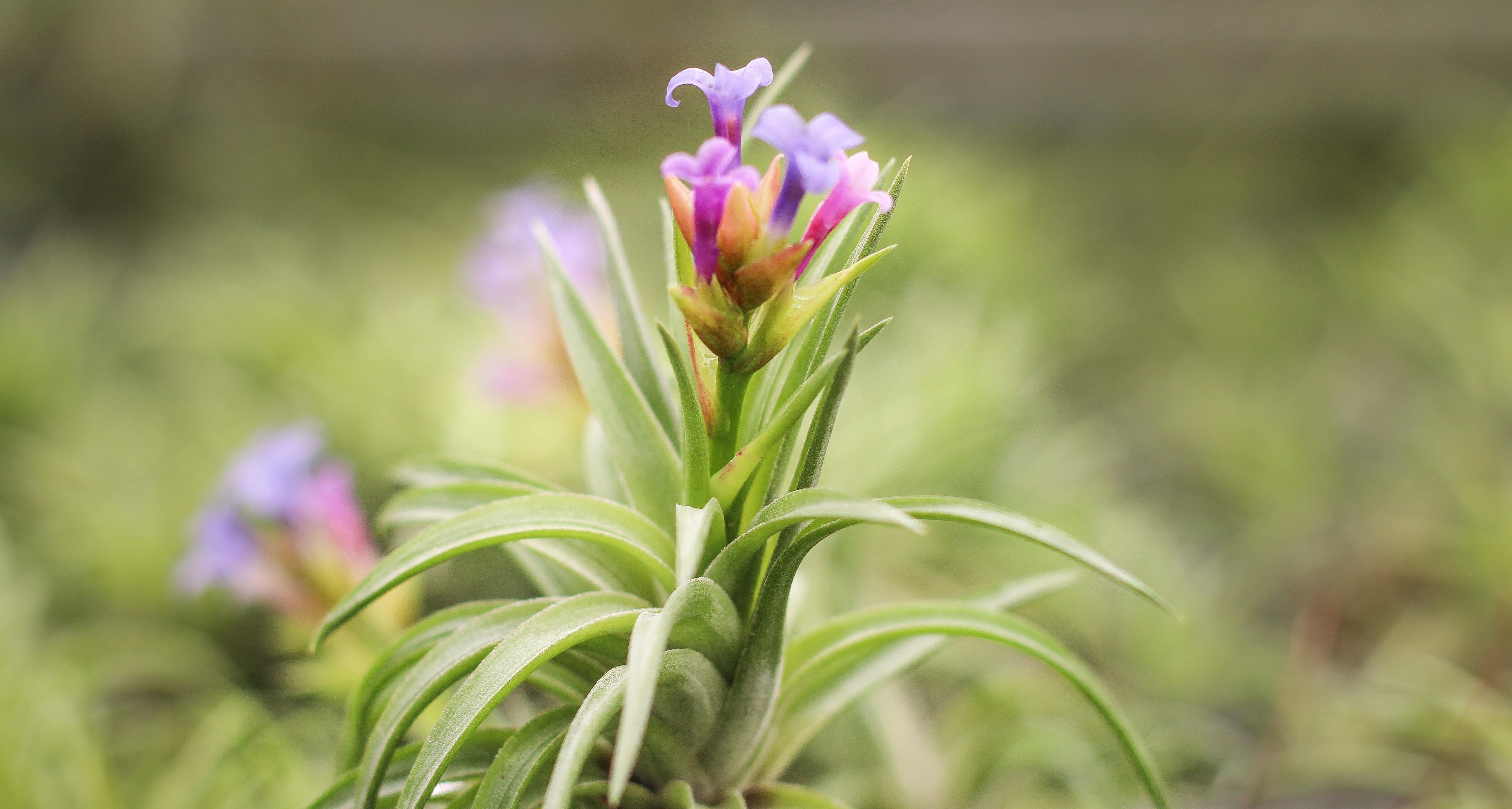 Tillandsia Neglecta Air Plant - Image 4