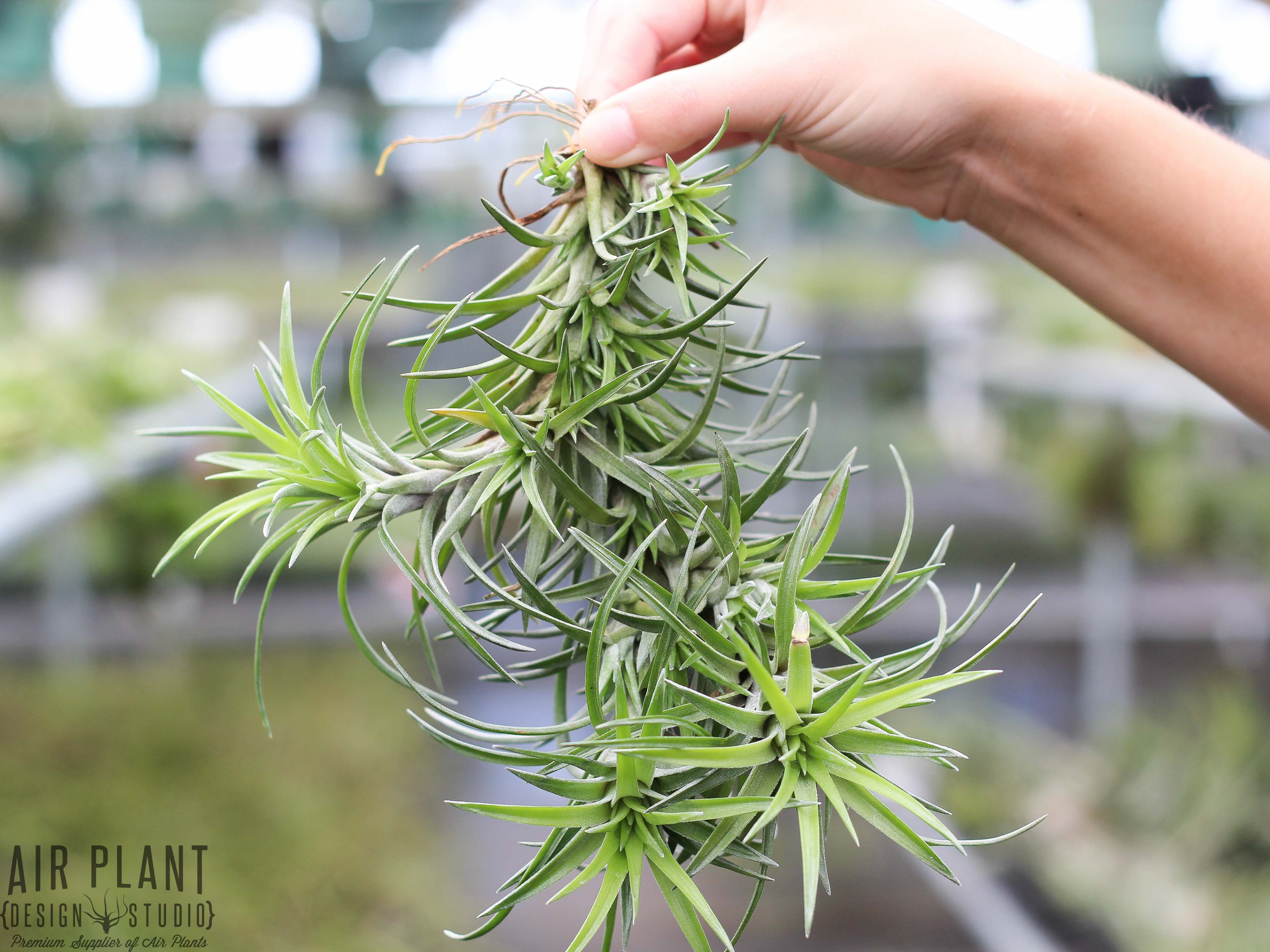 Tillandsia Neglecta Air Plant - Image 5