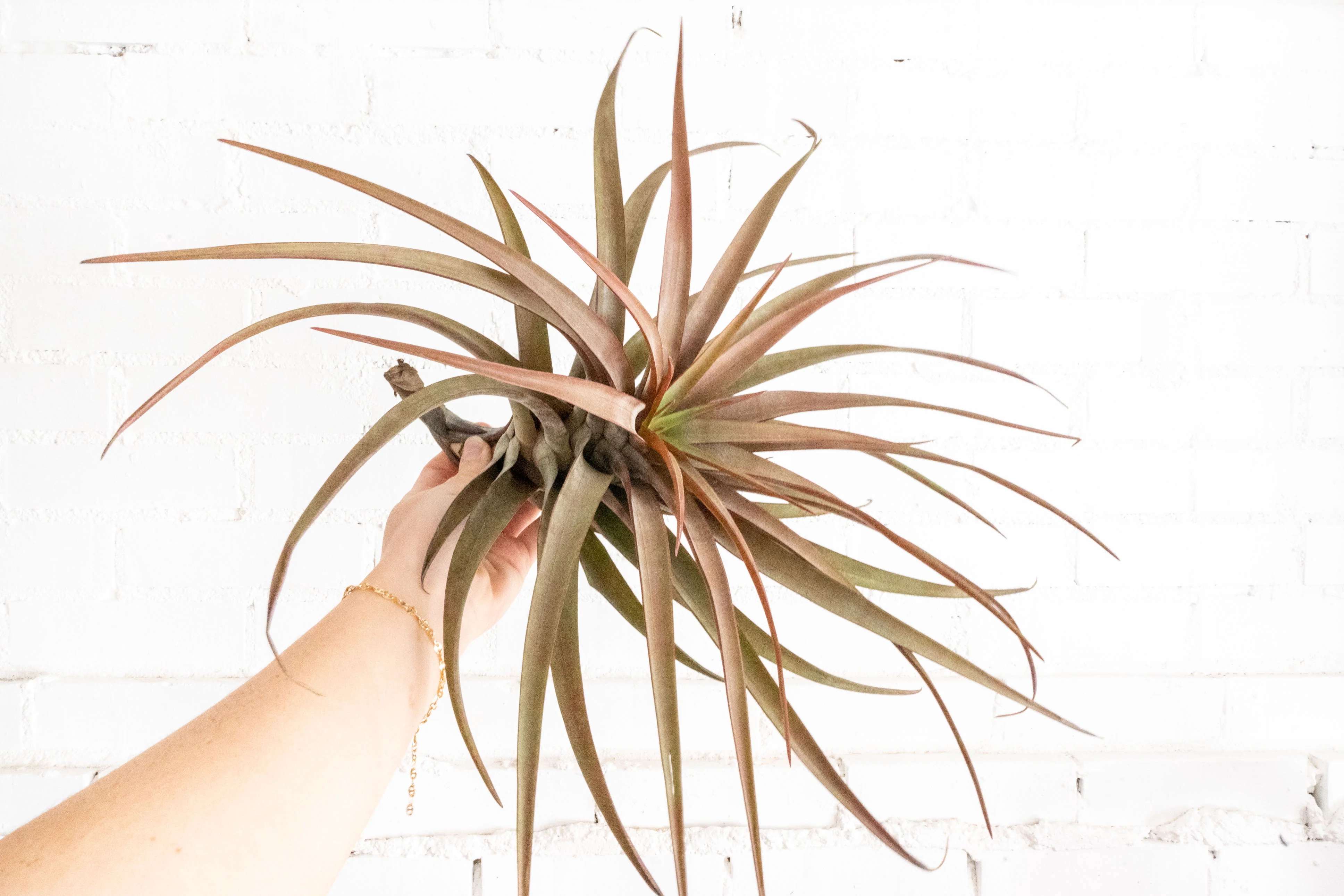 Tillandsia Novakii Air Plant - Image 3