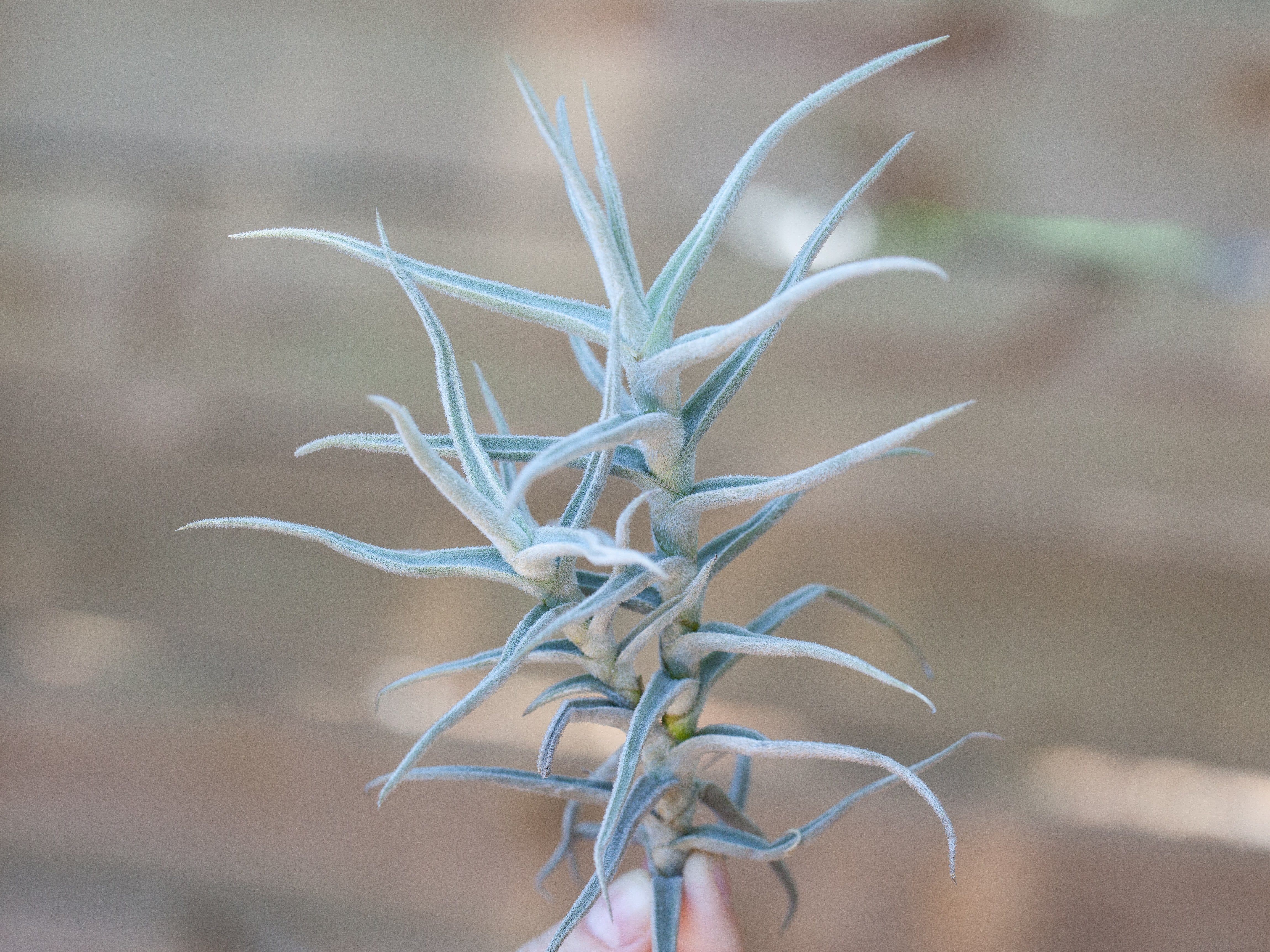 Tillandsia Paleacea Air Plant Single and Clumps