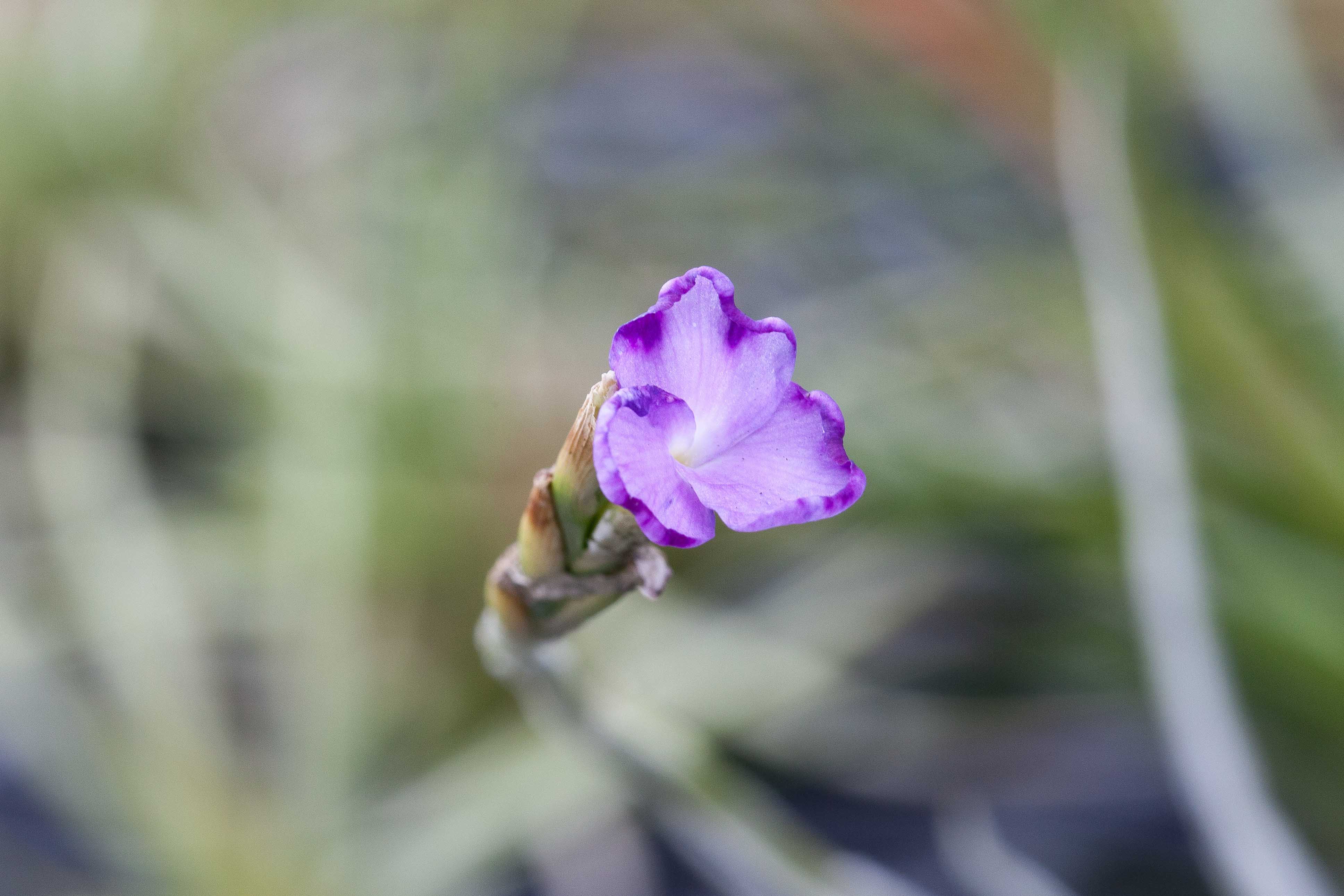 Tillandsia Paleacea Air Plant Single and Clumps - Image 4