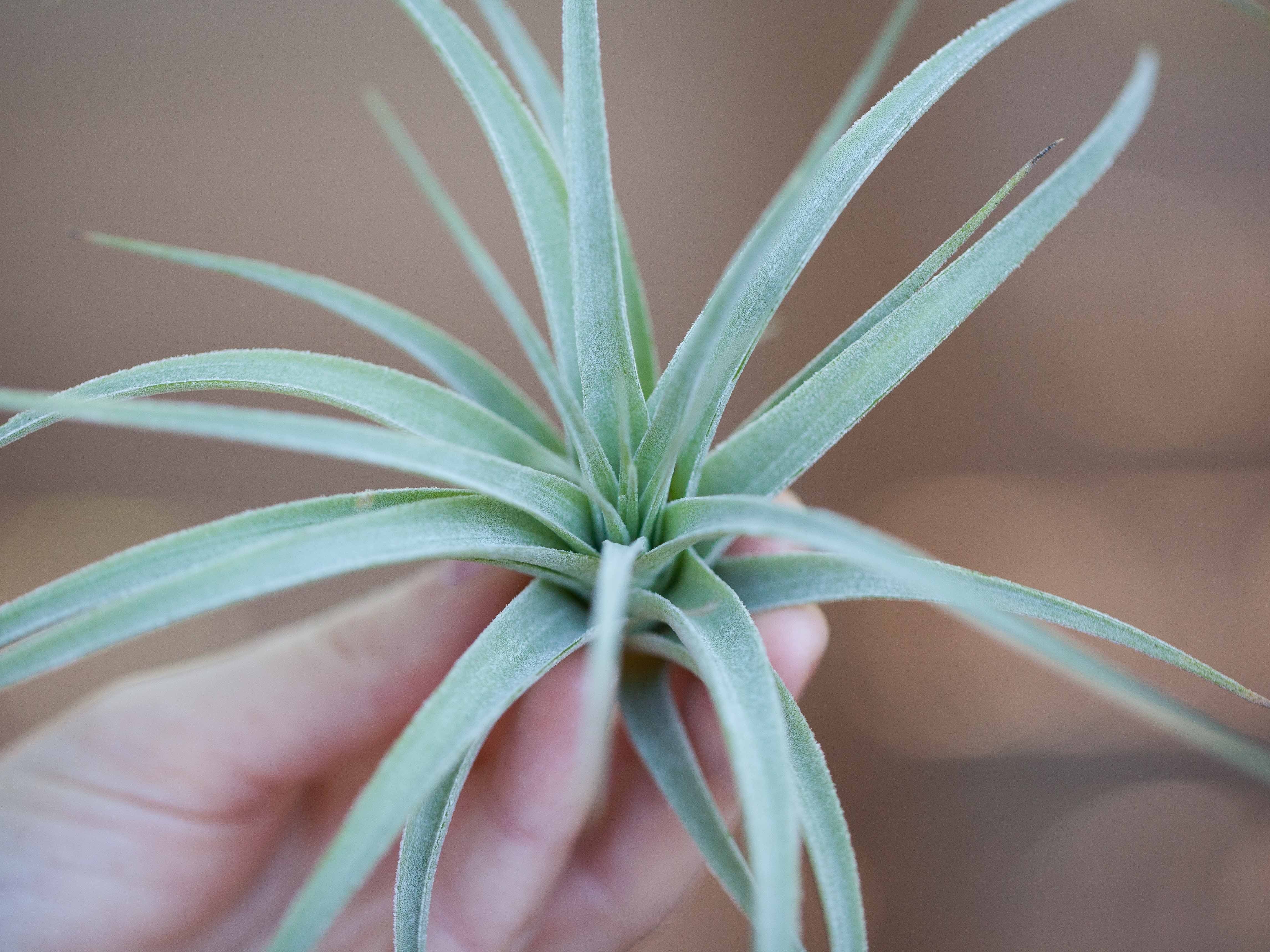Tillandsia Pohliana Air Plant - Image 2