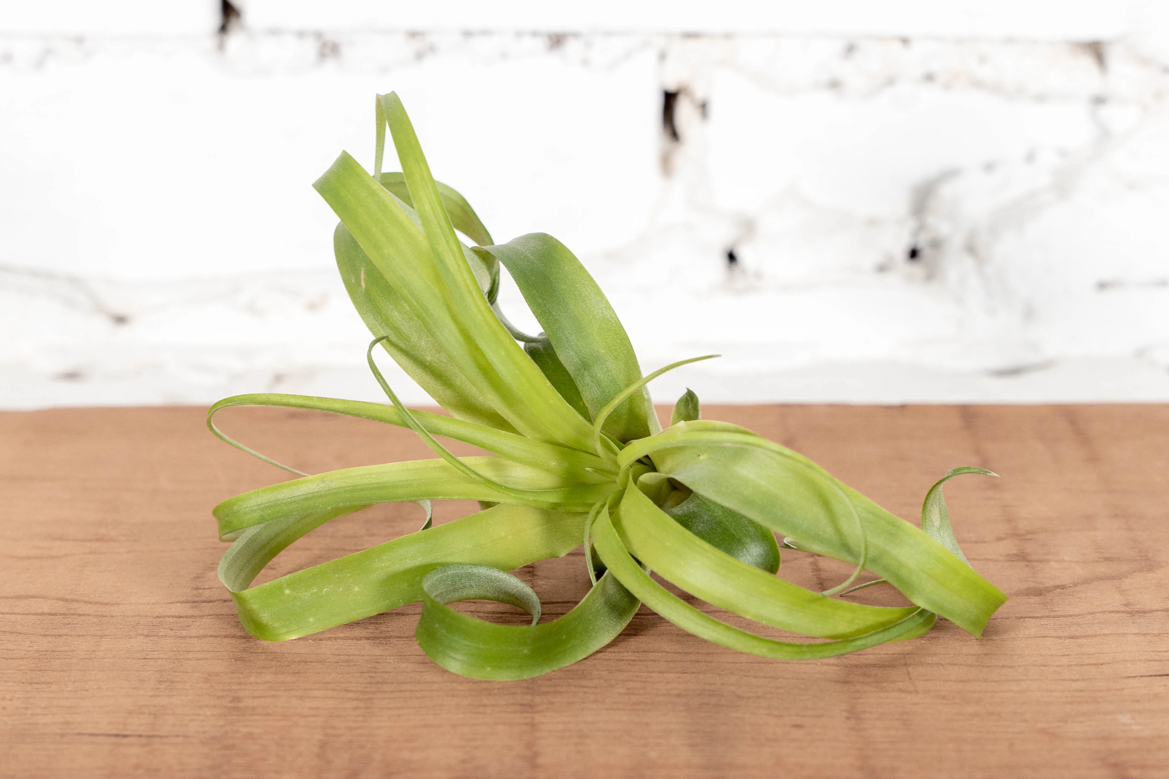 Tillandsia Polystachia Air Plant - Image 2