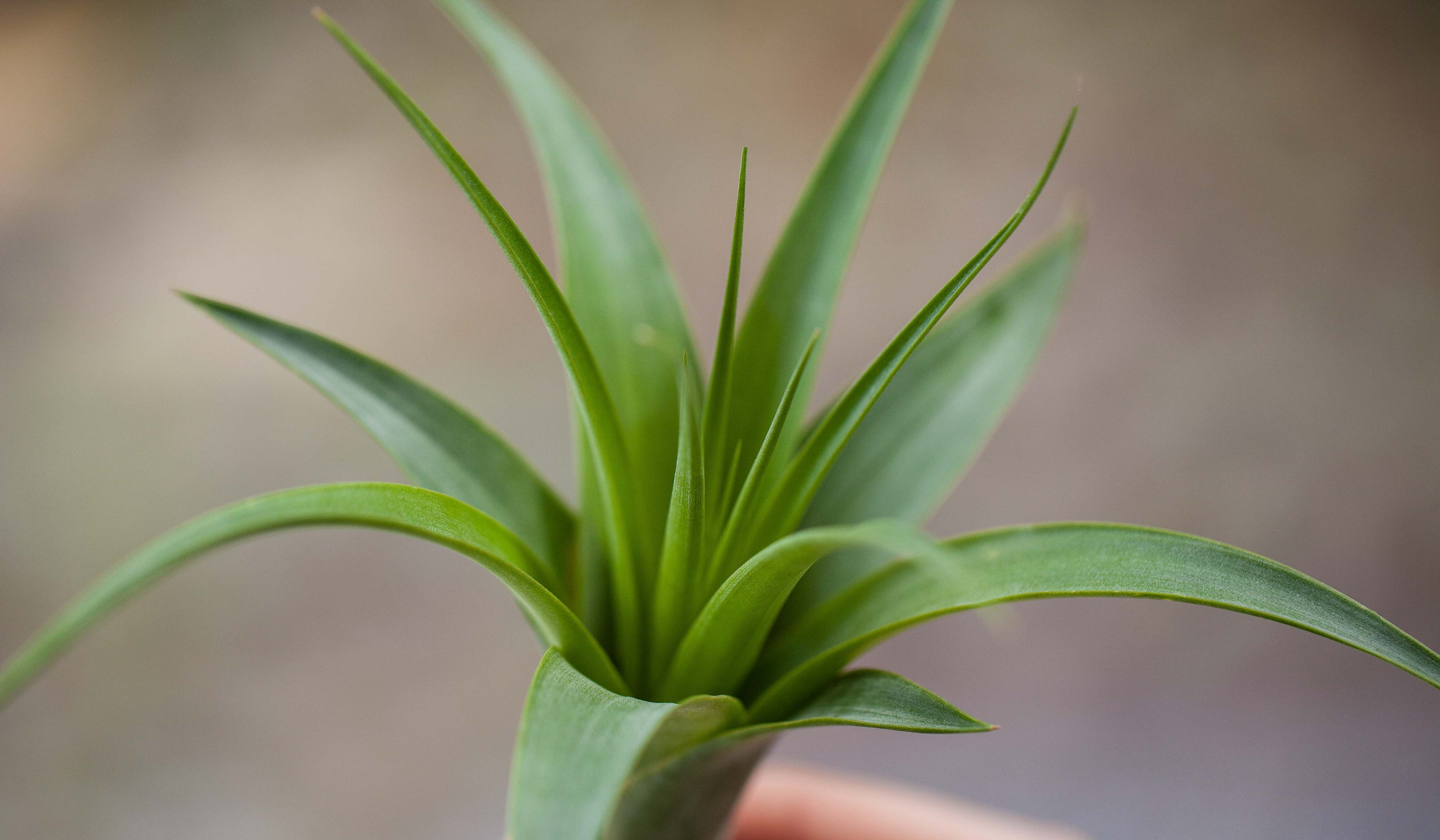 Tillandsia Polystachia Air Plant - Image 3