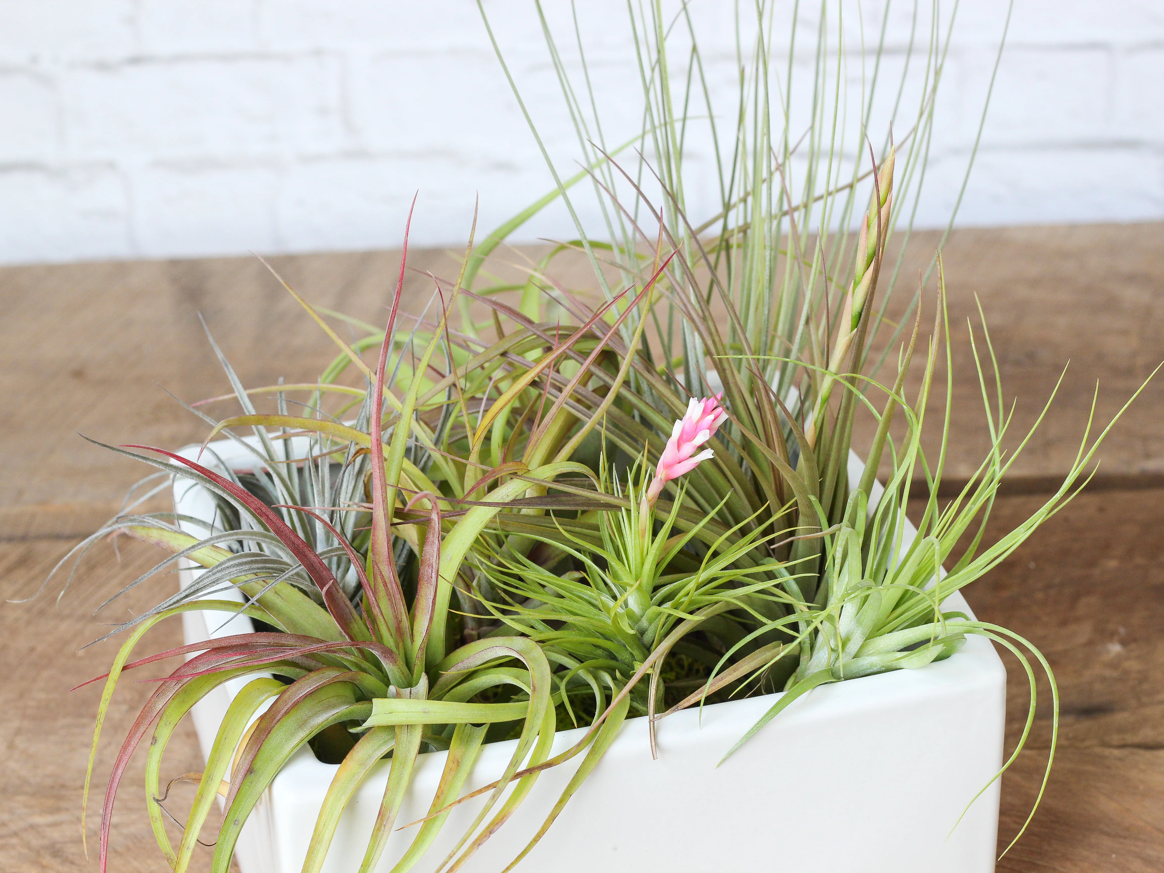 Wholesale Nursery Special: Premium Air Plant Variety Pack - Image 3