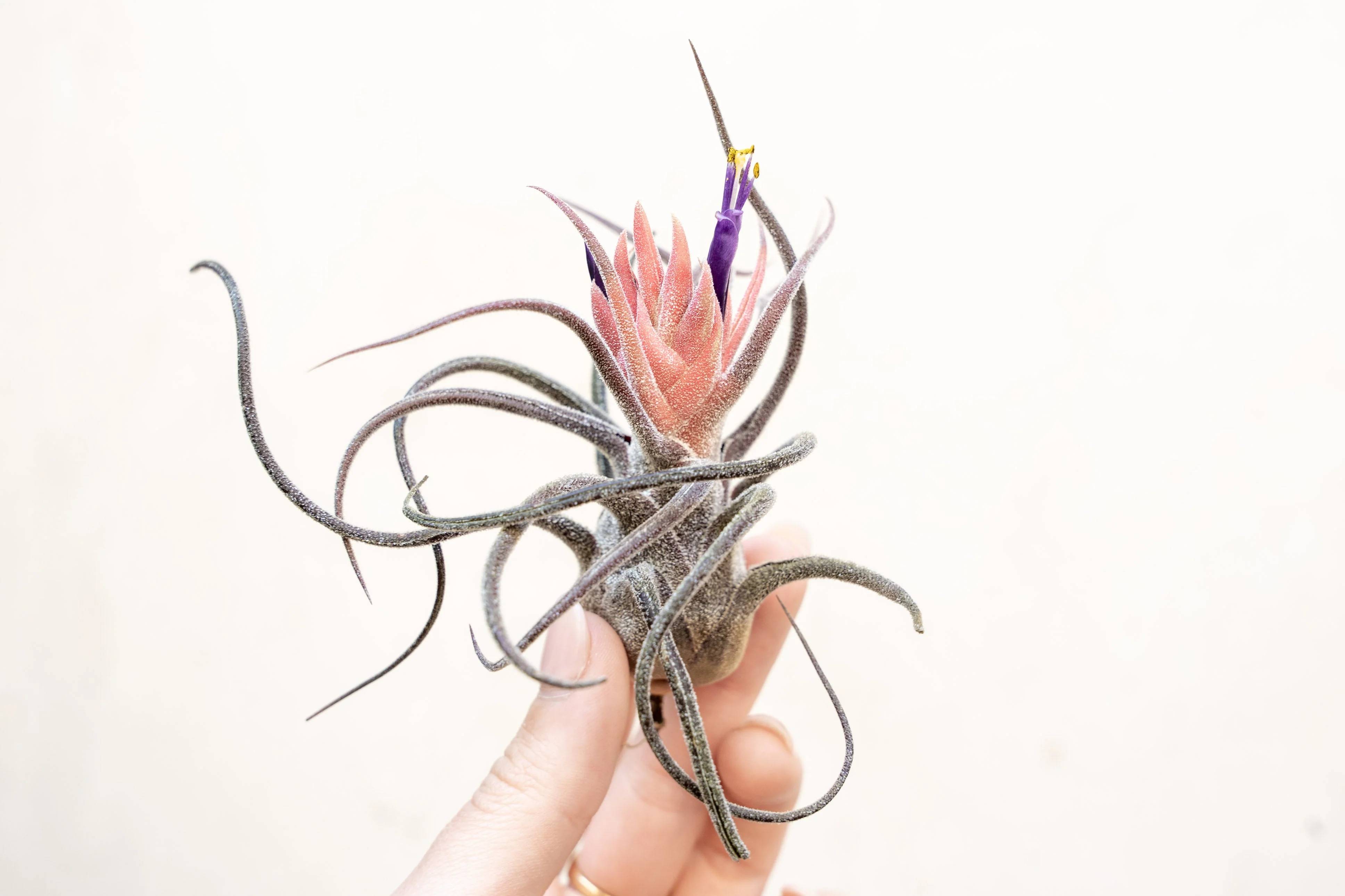 Tillandsia Pruinosa Air Plant - Single Plant - Image 3