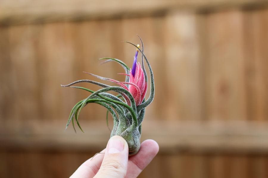 Tillandsia Pruinosa Air Plant - Single Plant - Image 5