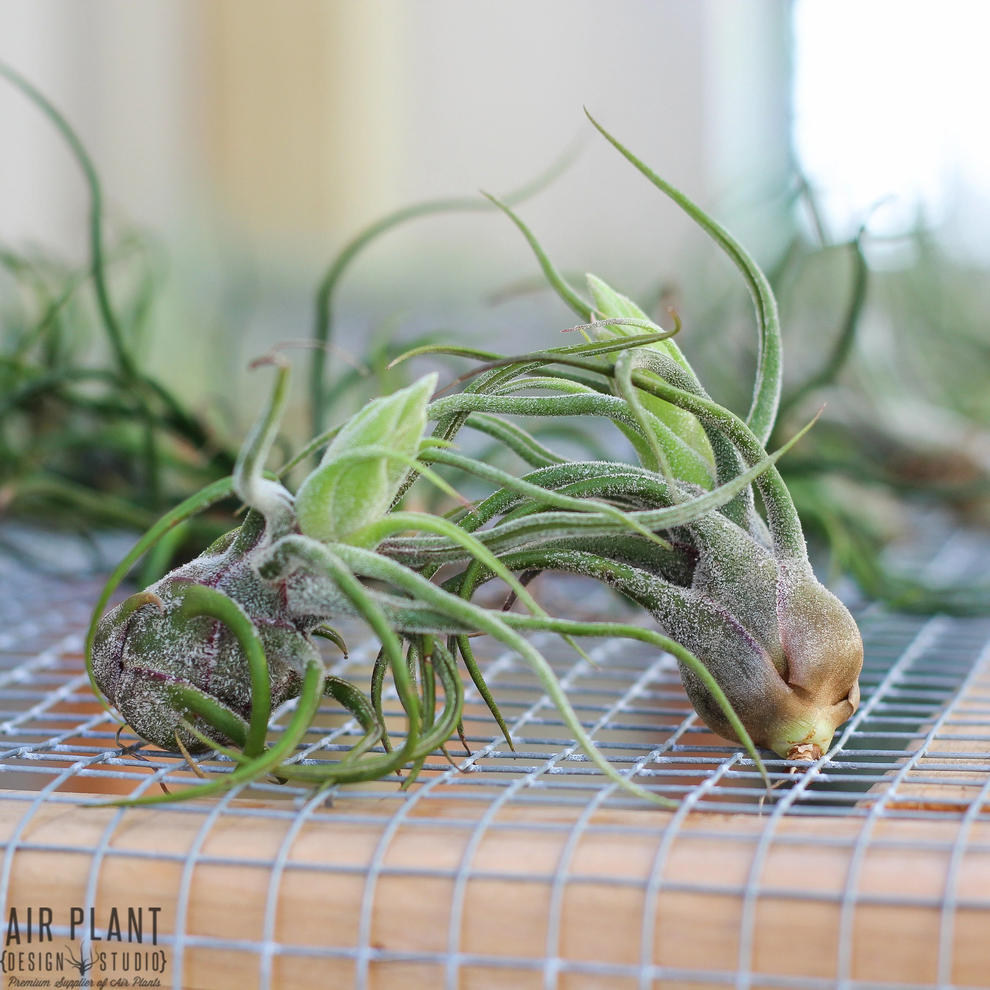 Tillandsia Pruinosa Air Plant - Single Plant - Image 6