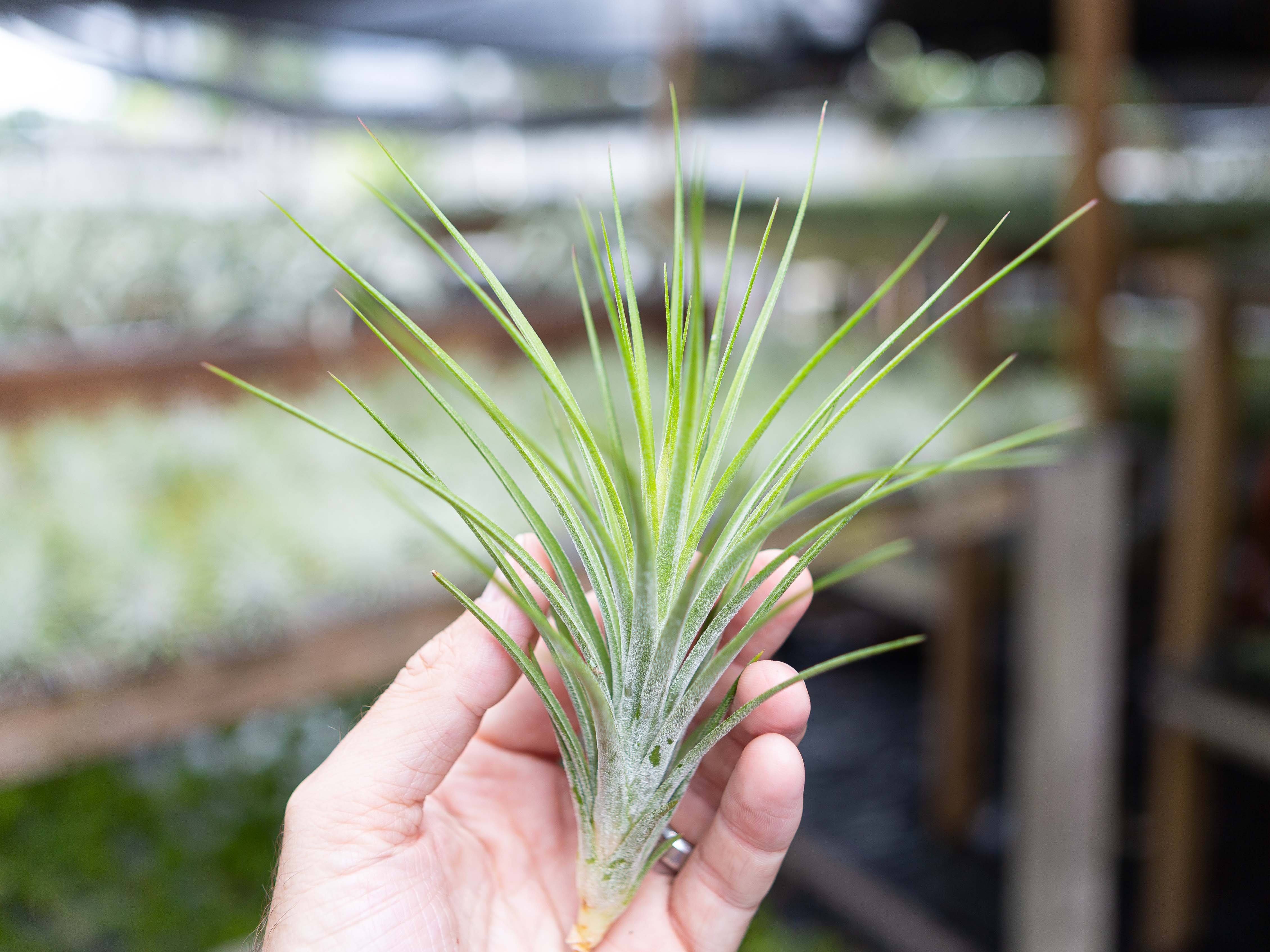 Tillandsia 'Rectifolia' (Ionantha x Schiedeana) Air Plant