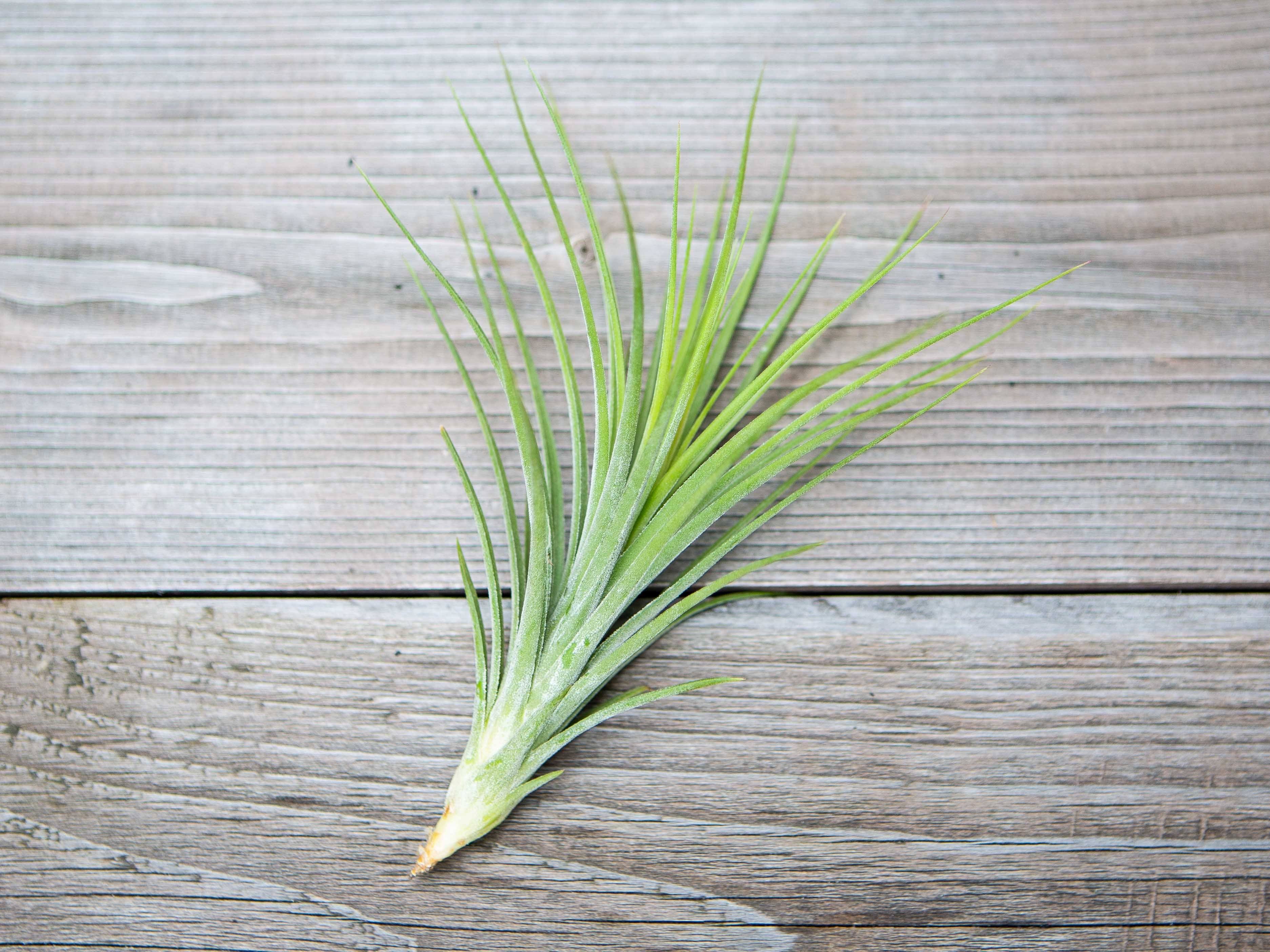 Tillandsia 'Rectifolia' (Ionantha x Schiedeana) Air Plant - Image 2
