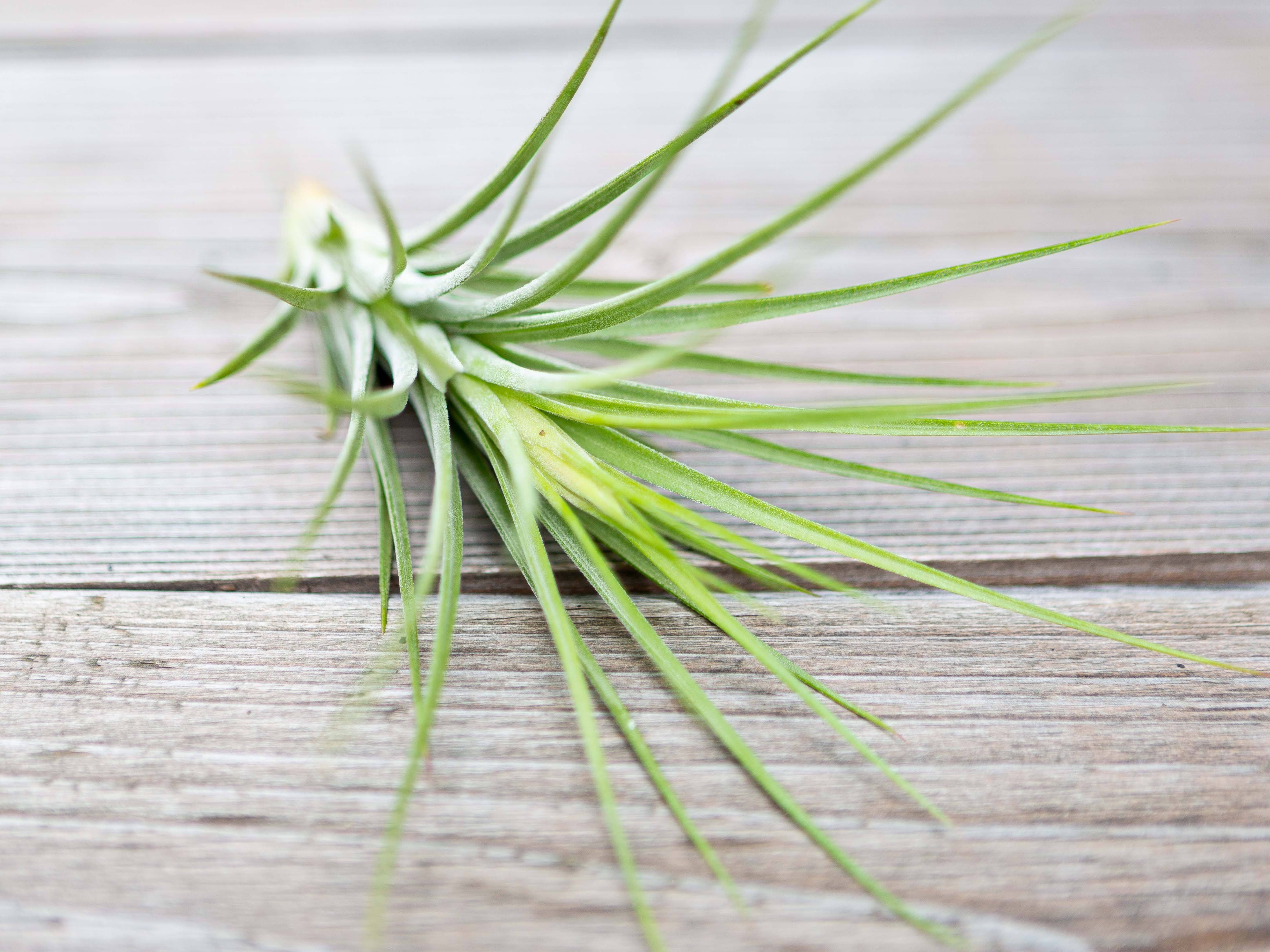 Tillandsia 'Rectifolia' (Ionantha x Schiedeana) Air Plant - Image 3