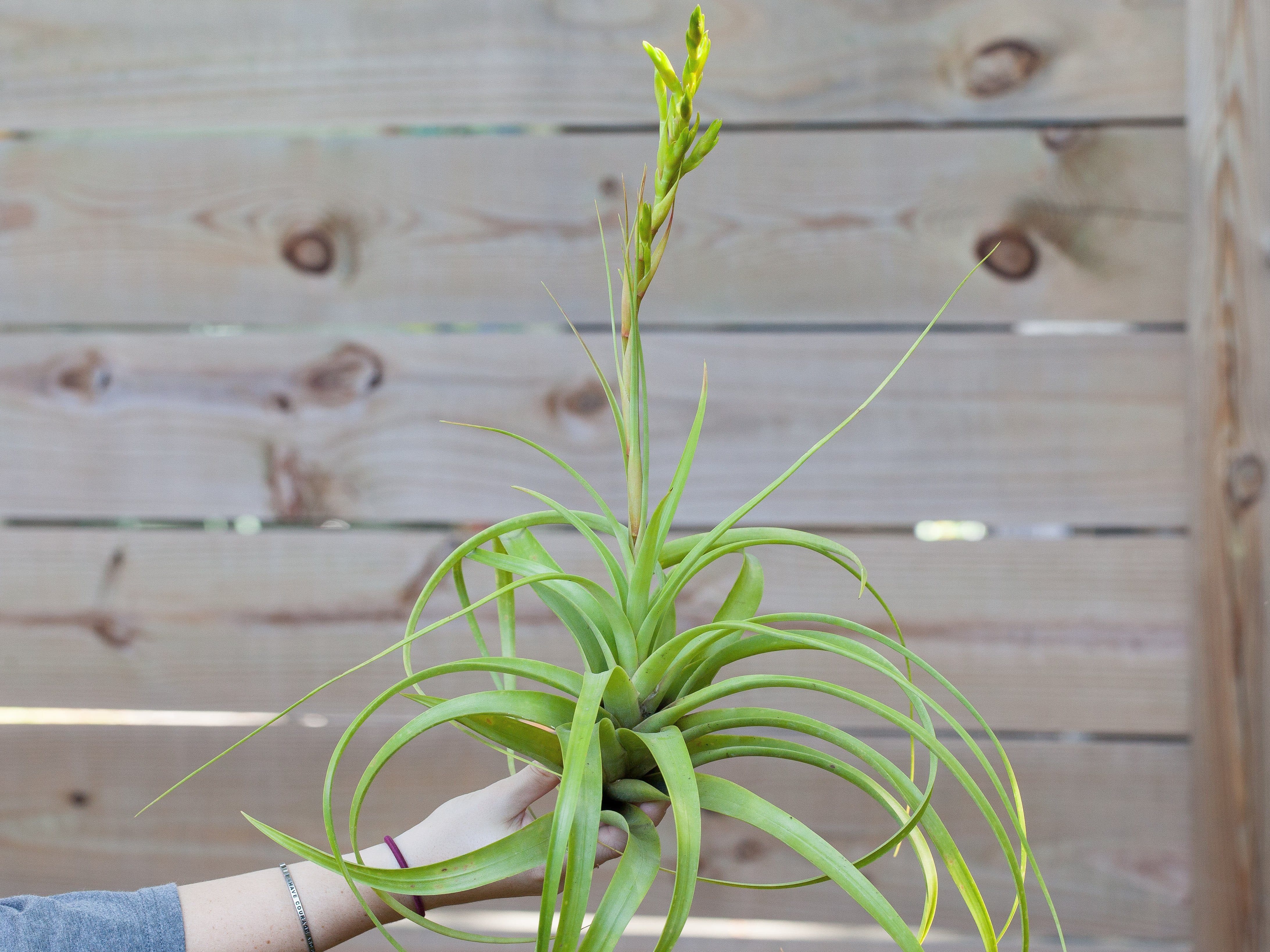Tillandsia Roland Gosselini Air Plant - Image 2