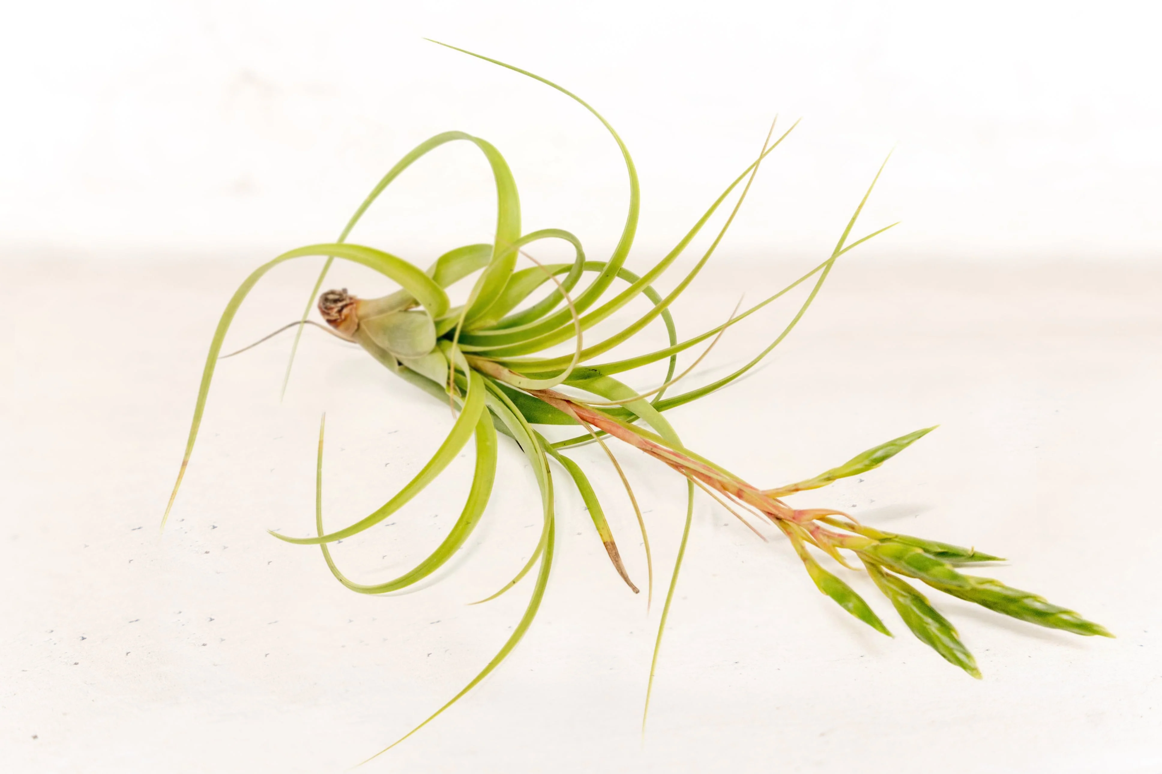Tillandsia Roland Gosselini Air Plant - Image 3