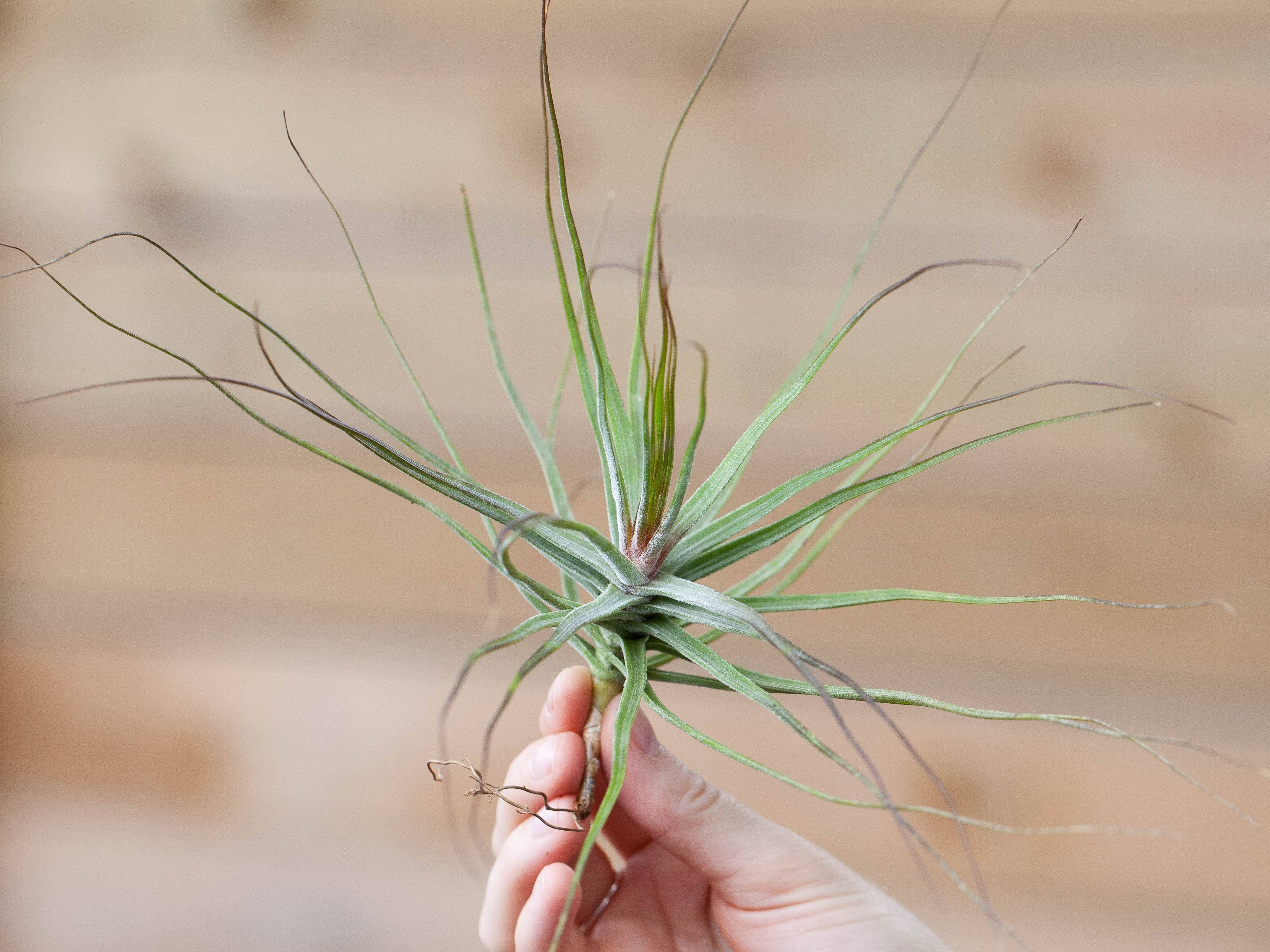 Tillandsia Schiedeana Air Plant