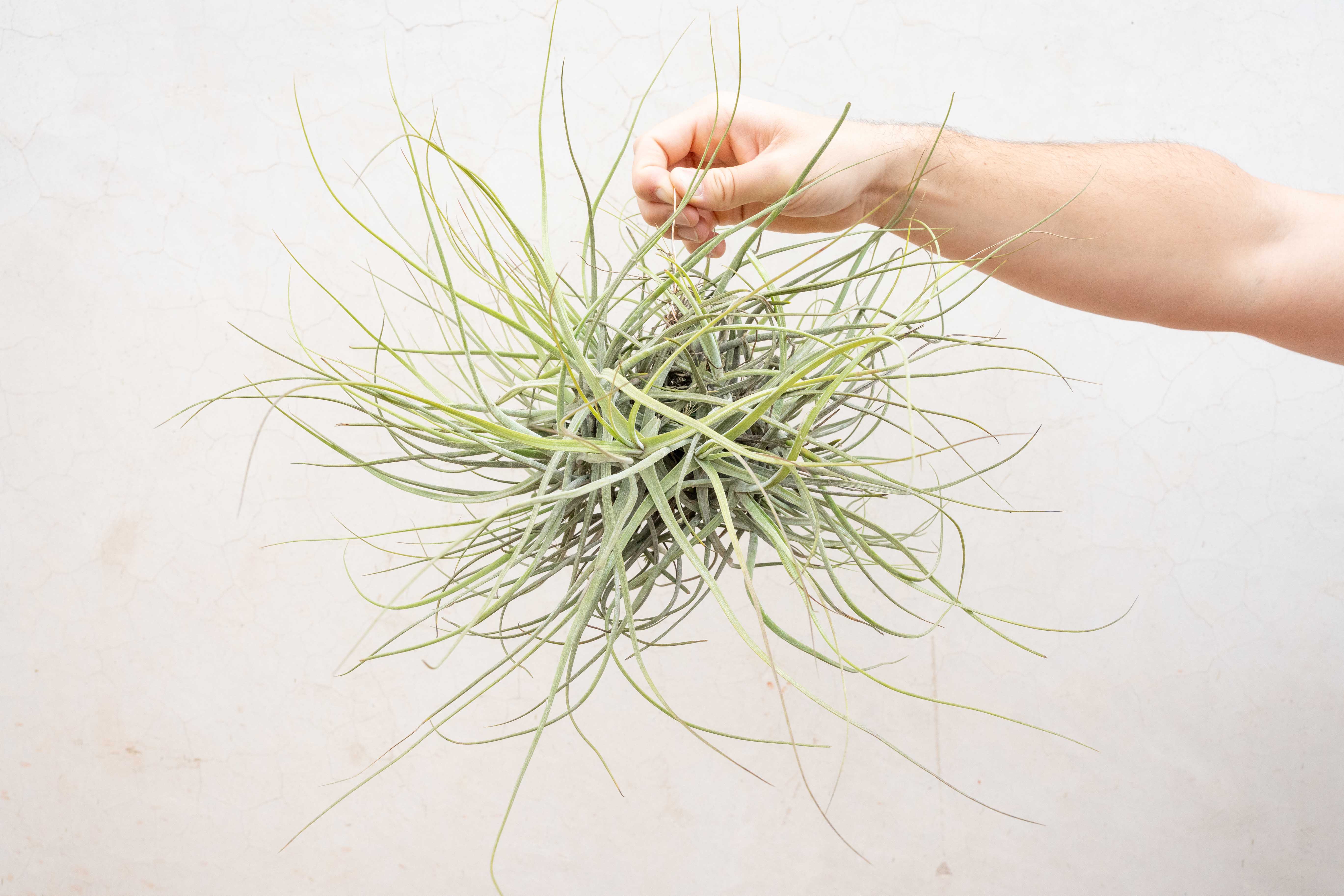 Tillandsia Schiedeana Clump Air Plant