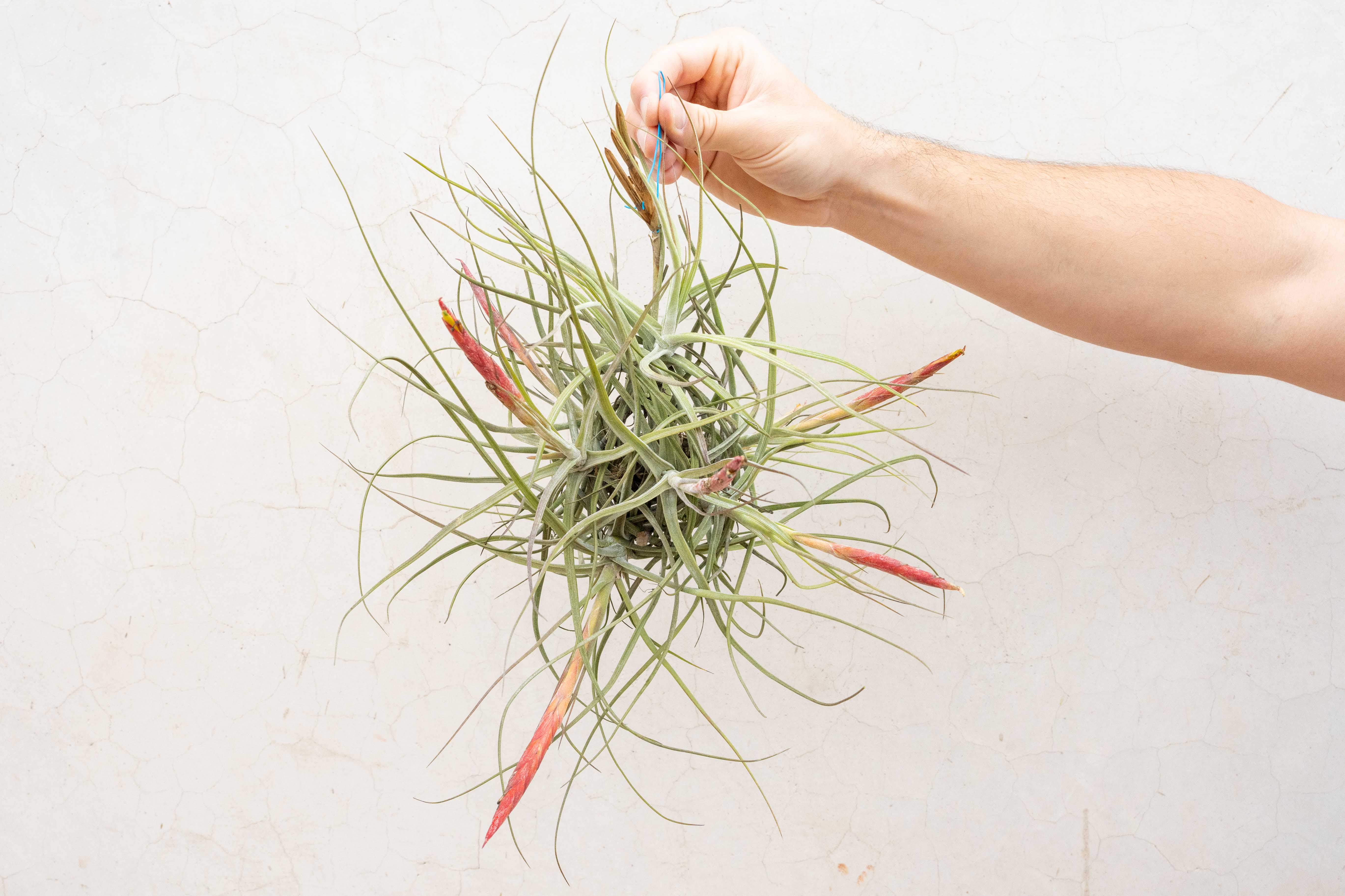 Tillandsia Schiedeana Clump Air Plant - Image 2