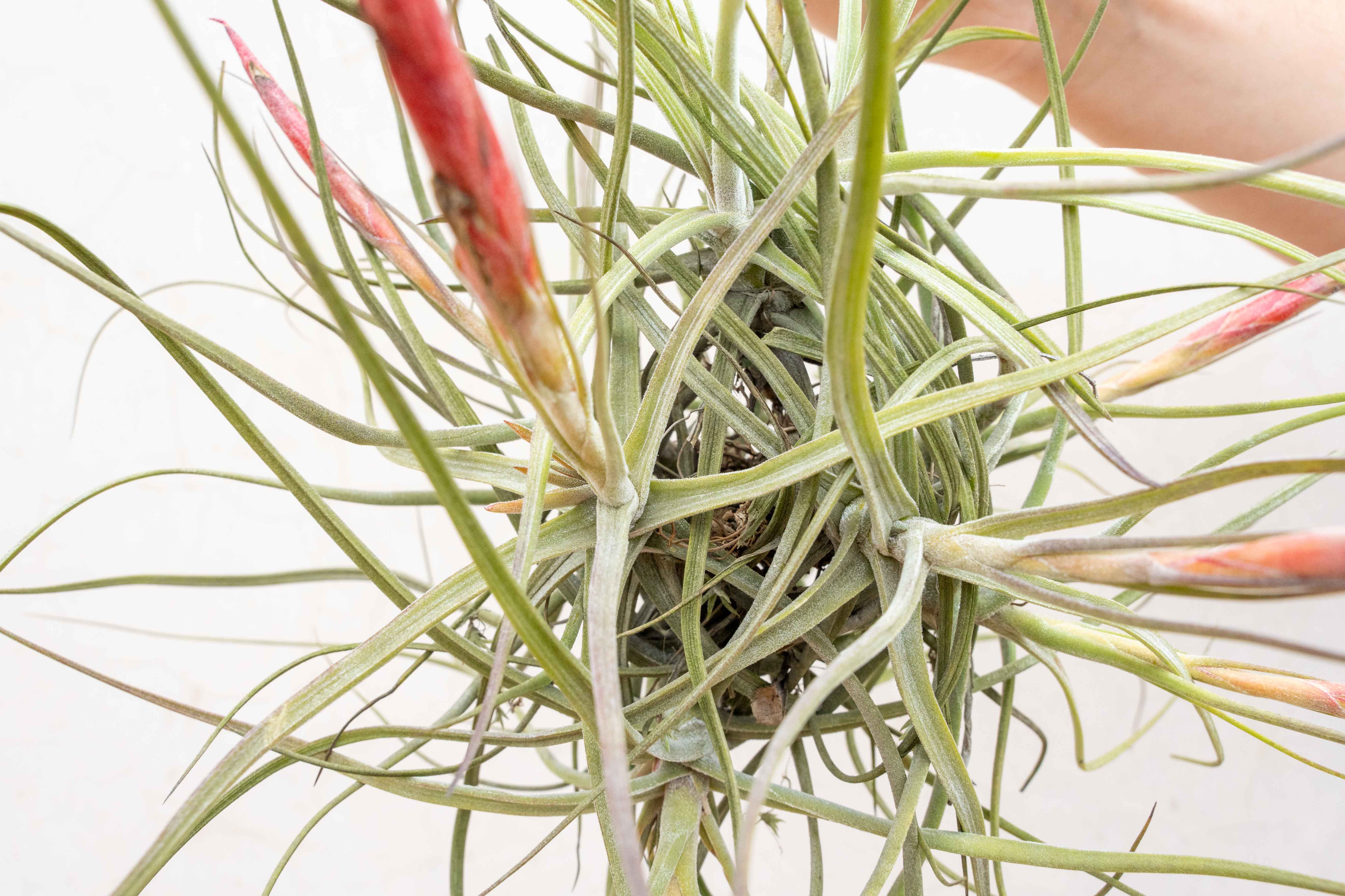 Tillandsia Schiedeana Clump Air Plant - Image 3