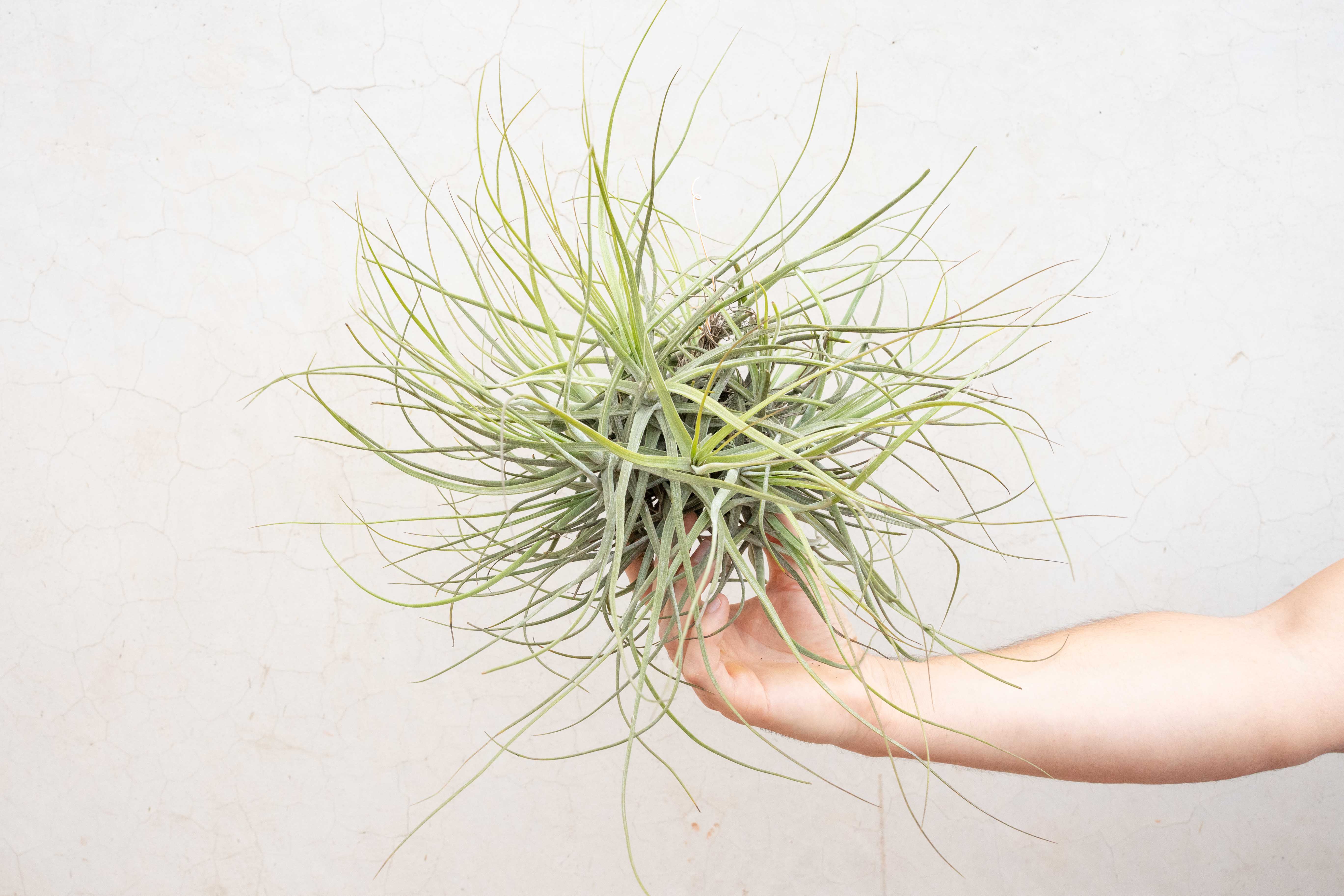 Tillandsia Schiedeana Clump Air Plant - Image 4