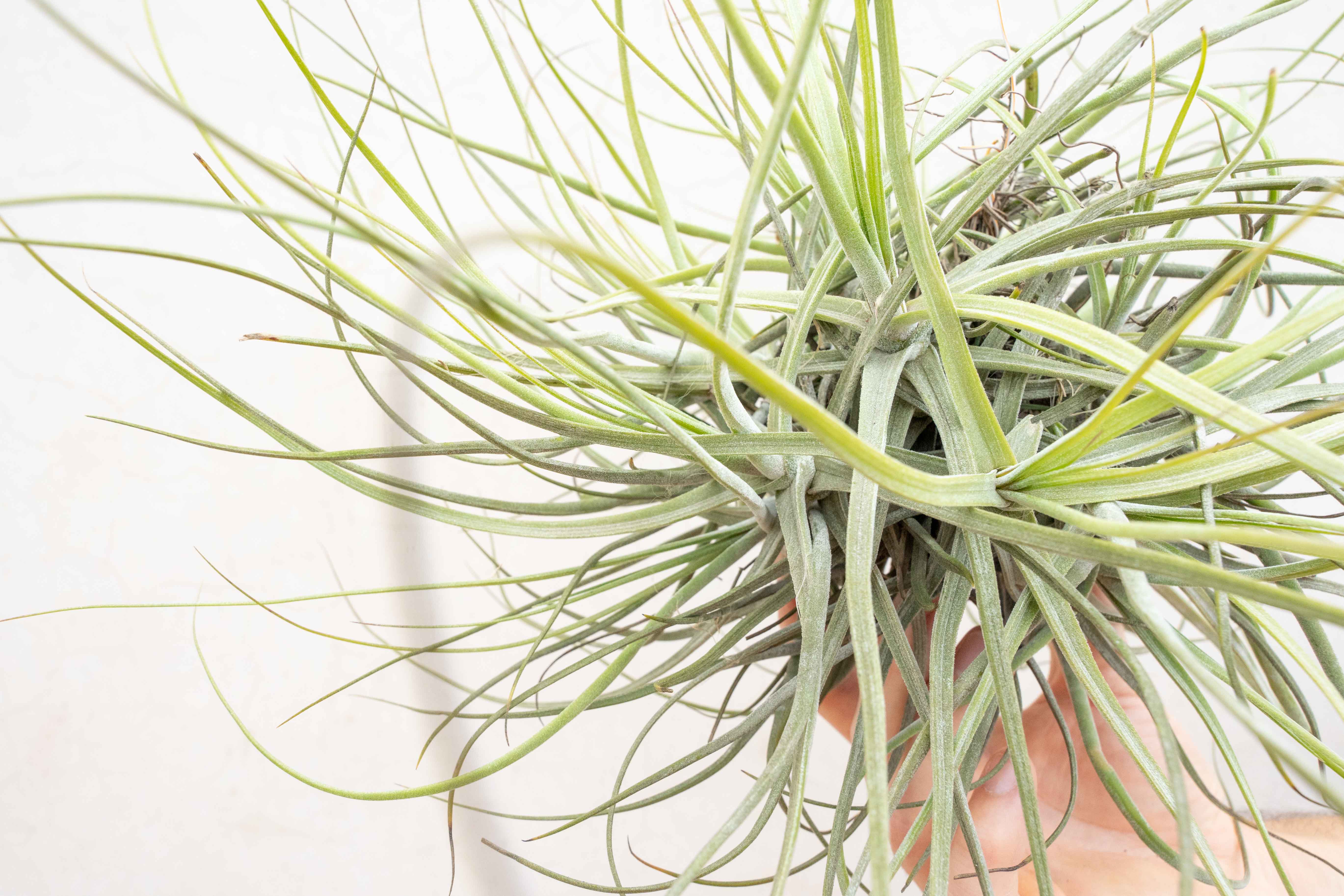 Tillandsia Schiedeana Clump Air Plant - Image 5