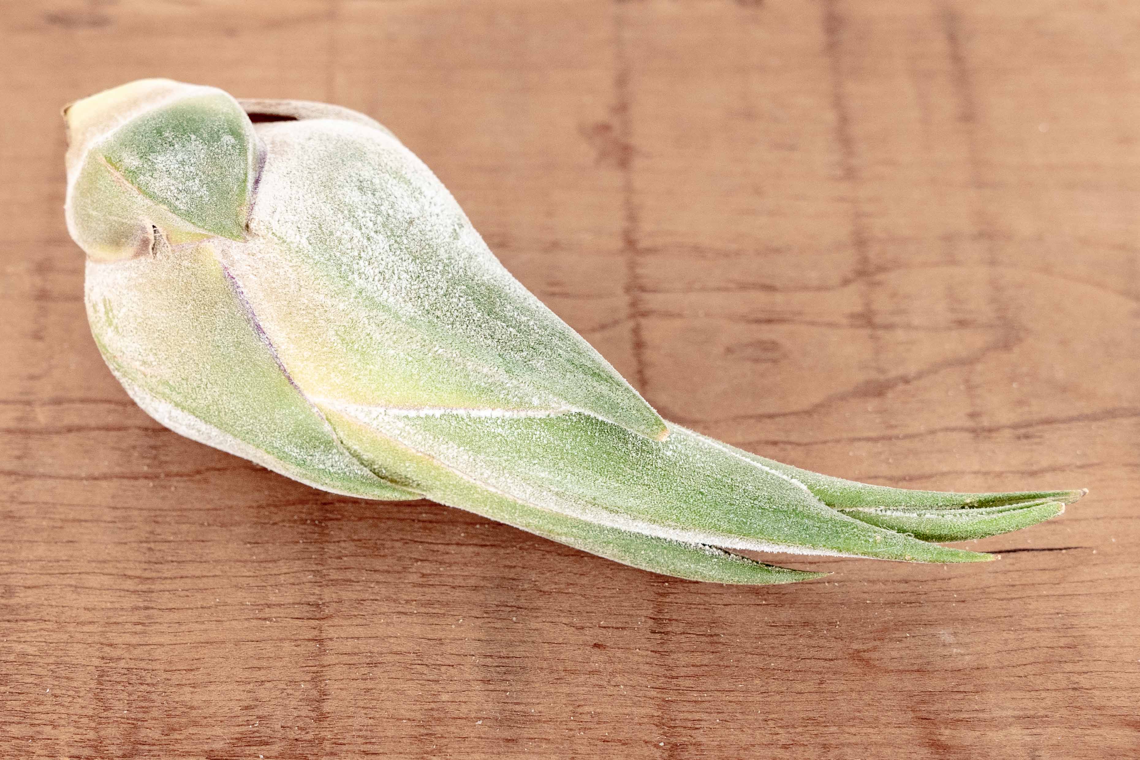 Tillandsia Seleriana Air Plant - Image 5