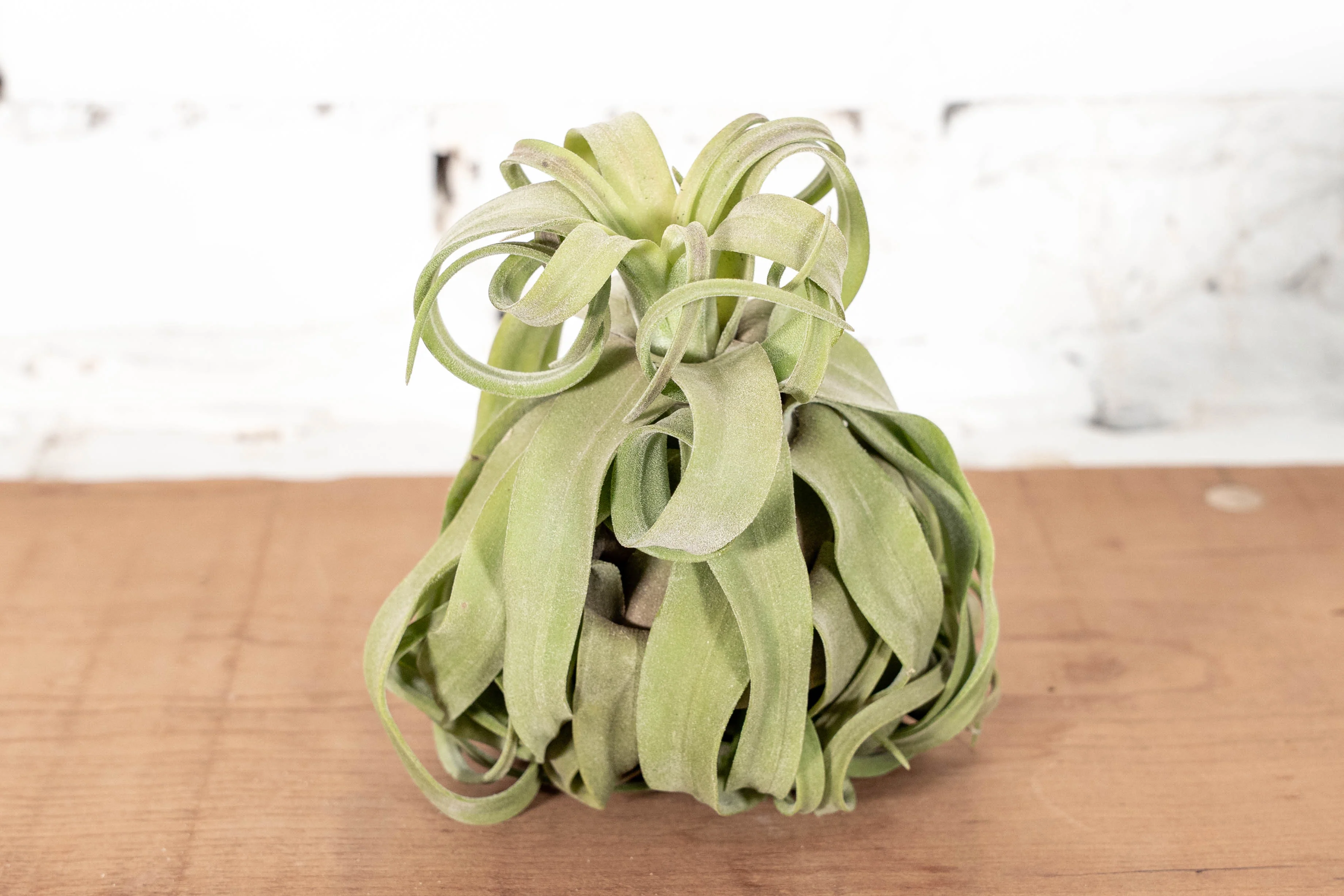 Small & Curly Tillandsia Streptophylla Air Plant