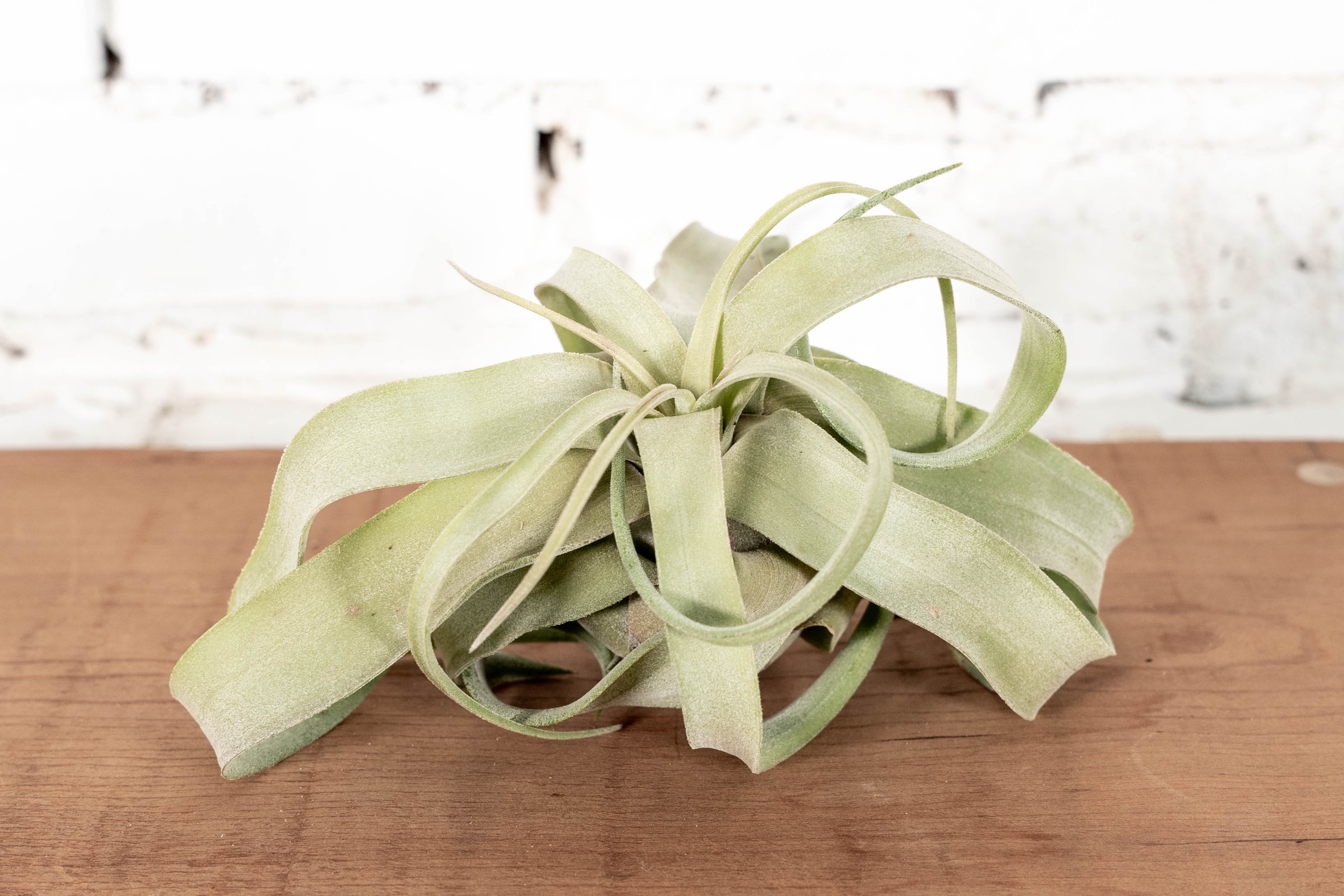 Small & Curly Tillandsia Streptophylla Air Plant - Image 2