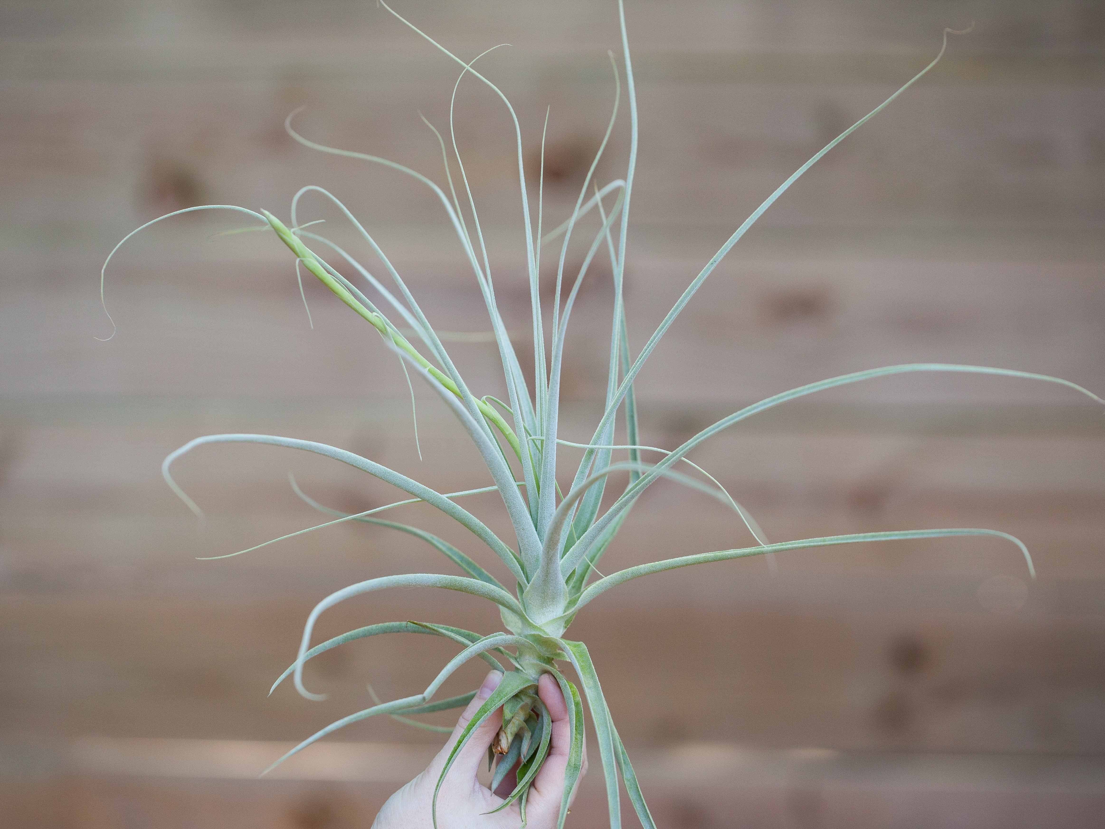 Tillandsia Straminea 'Thin Leaf' Air Plant