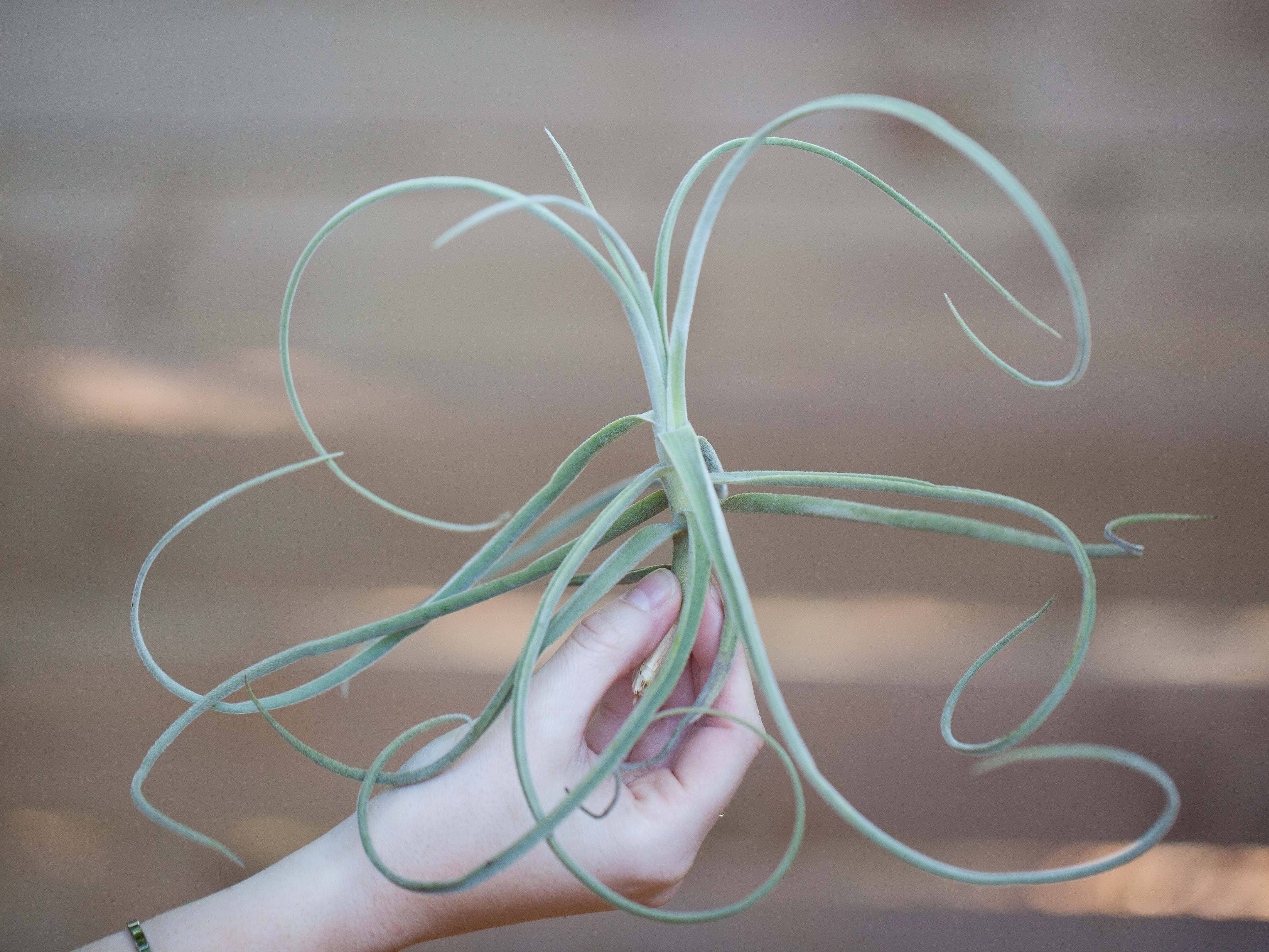 Tillandsia Straminea 'Thin Leaf' Air Plant - Image 2
