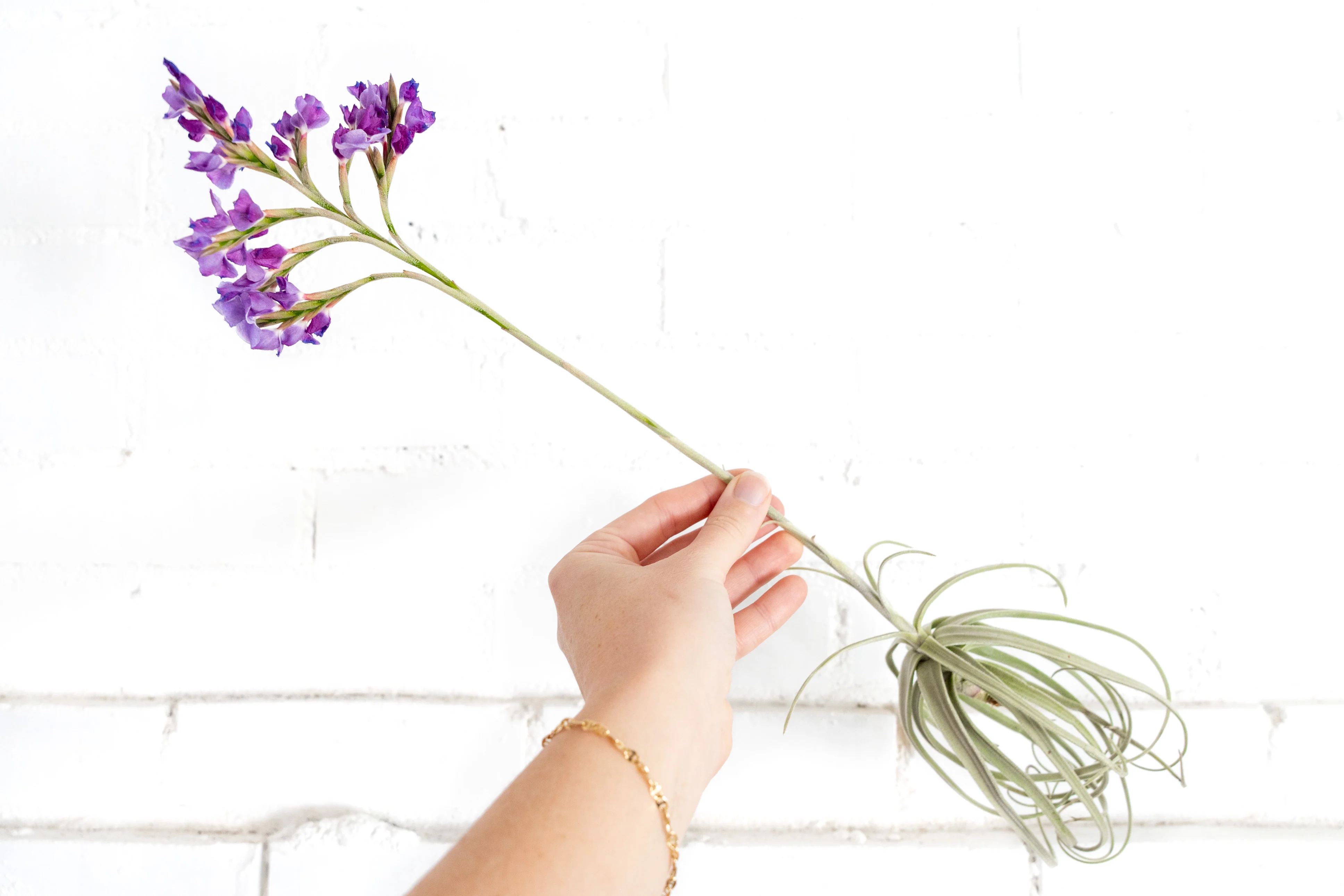 Tillandsia Streptocarpa Air Plant - Image 2