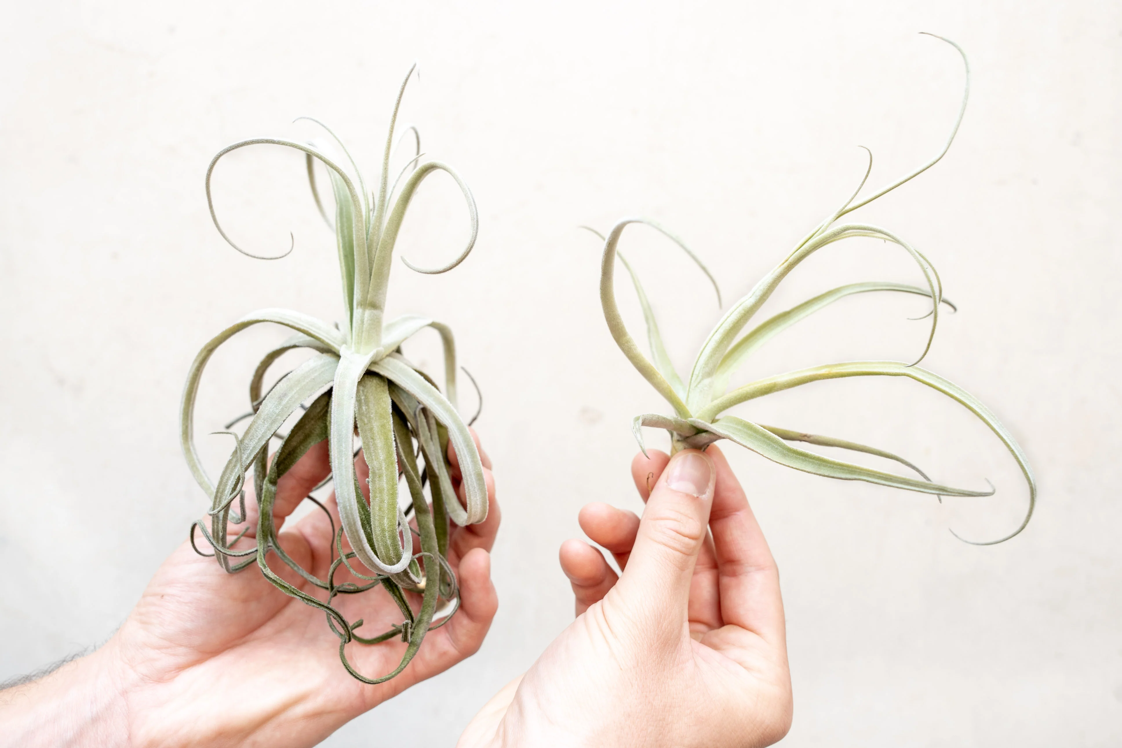 Tillandsia Streptocarpa Air Plant - Image 4