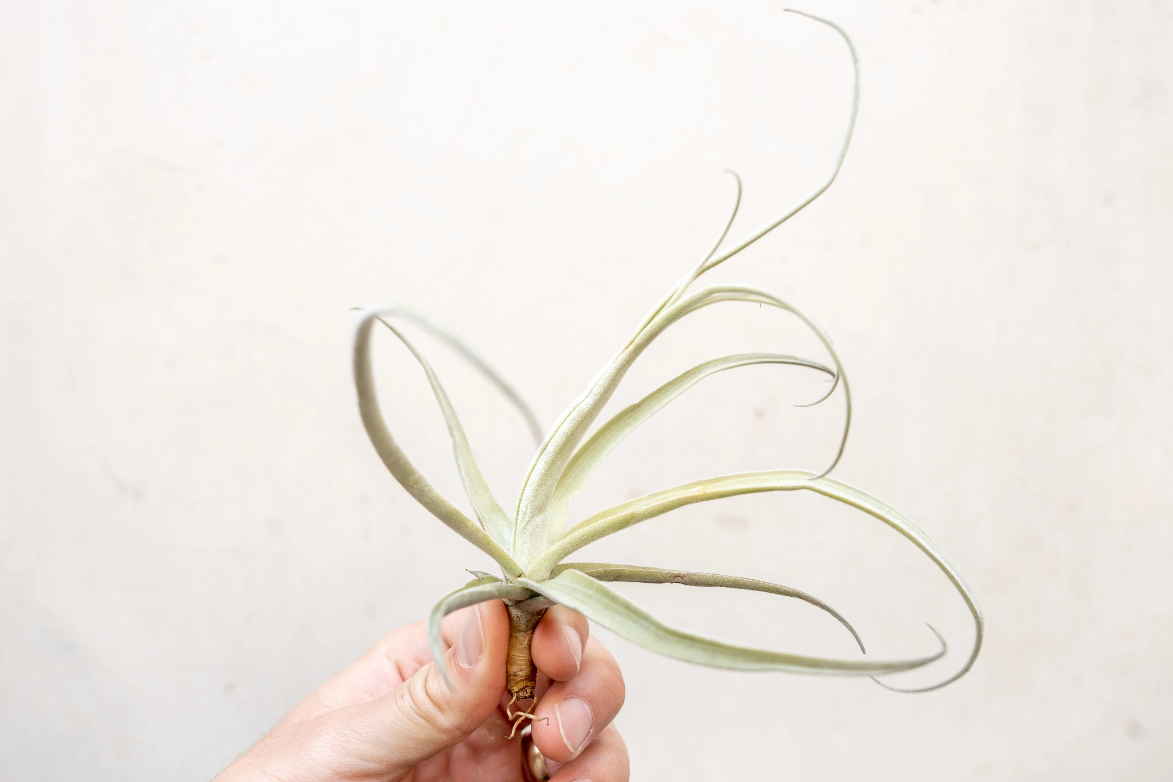 Tillandsia Streptocarpa Air Plant - Image 5